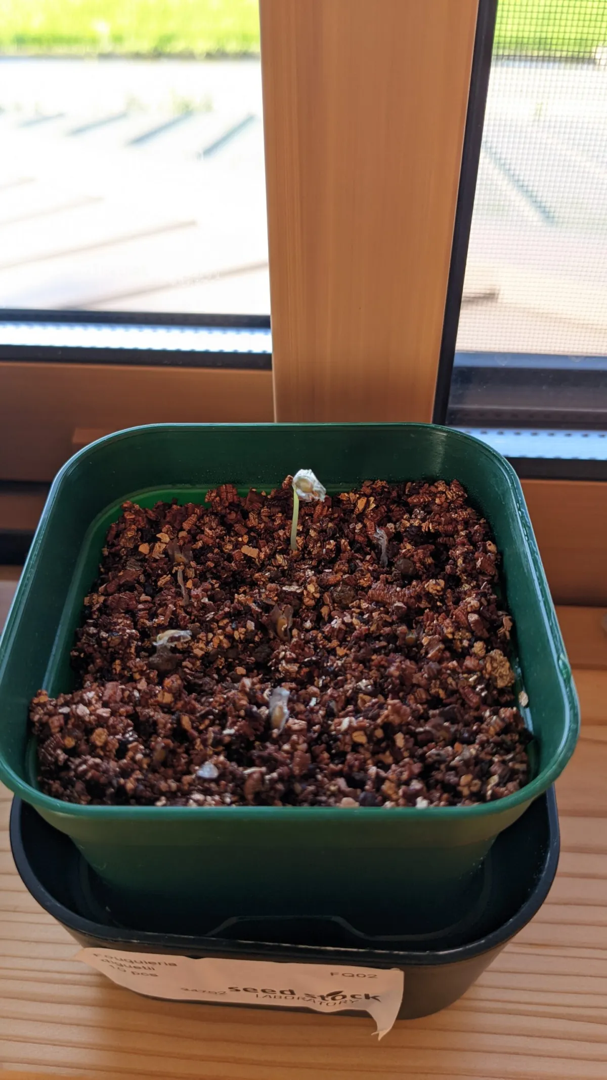 Fouquieria diguetii (フォークイエリア ディグエッティ)