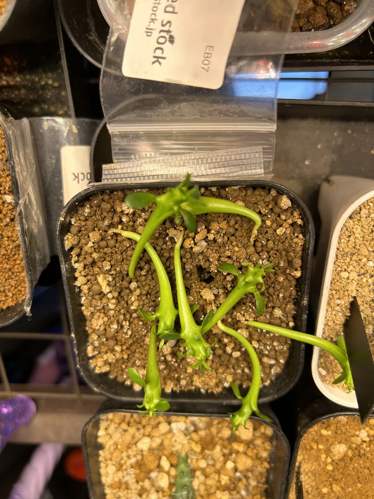 Euphorbia inermis var. huttonae (ユーフォルビア イネルミス 九頭竜)