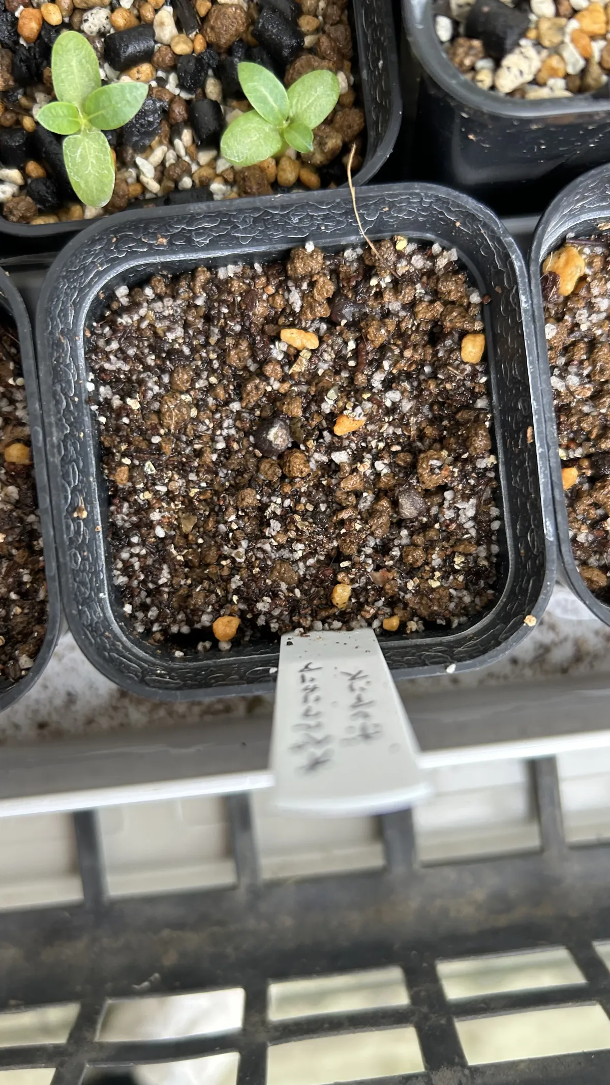 Operculicarya borealis (オペルクリカリア ボレアリス)