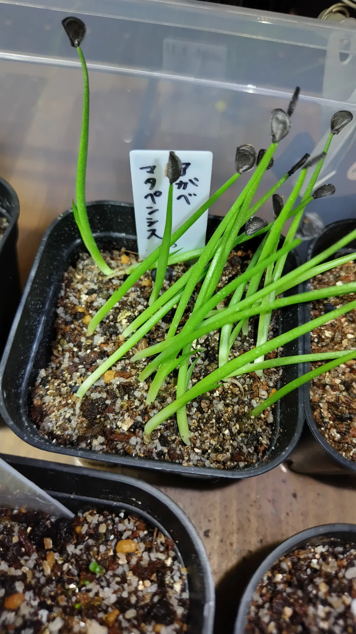 Agave shrevei ssp. matapensis (アガベ シュリベイマタペンシス)