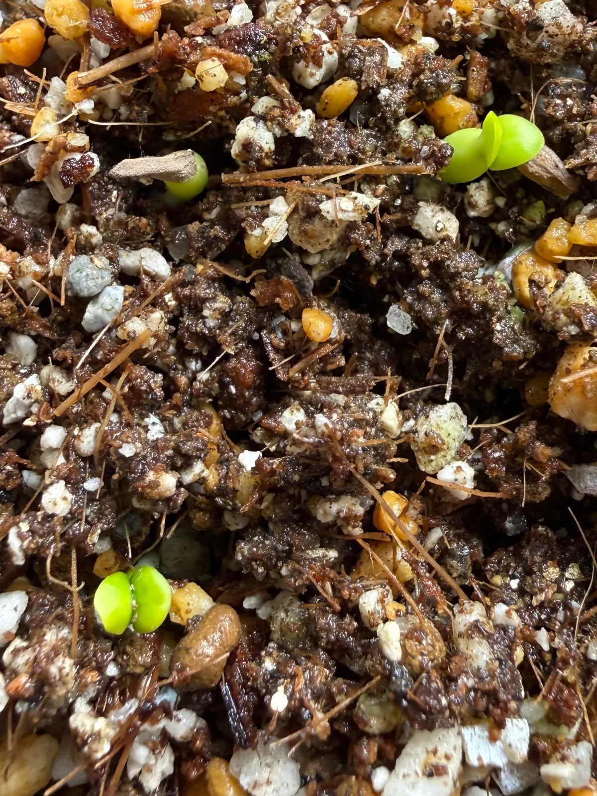 Pachypodium succulentum (パキポディウム サキュレンタム 天馬空)