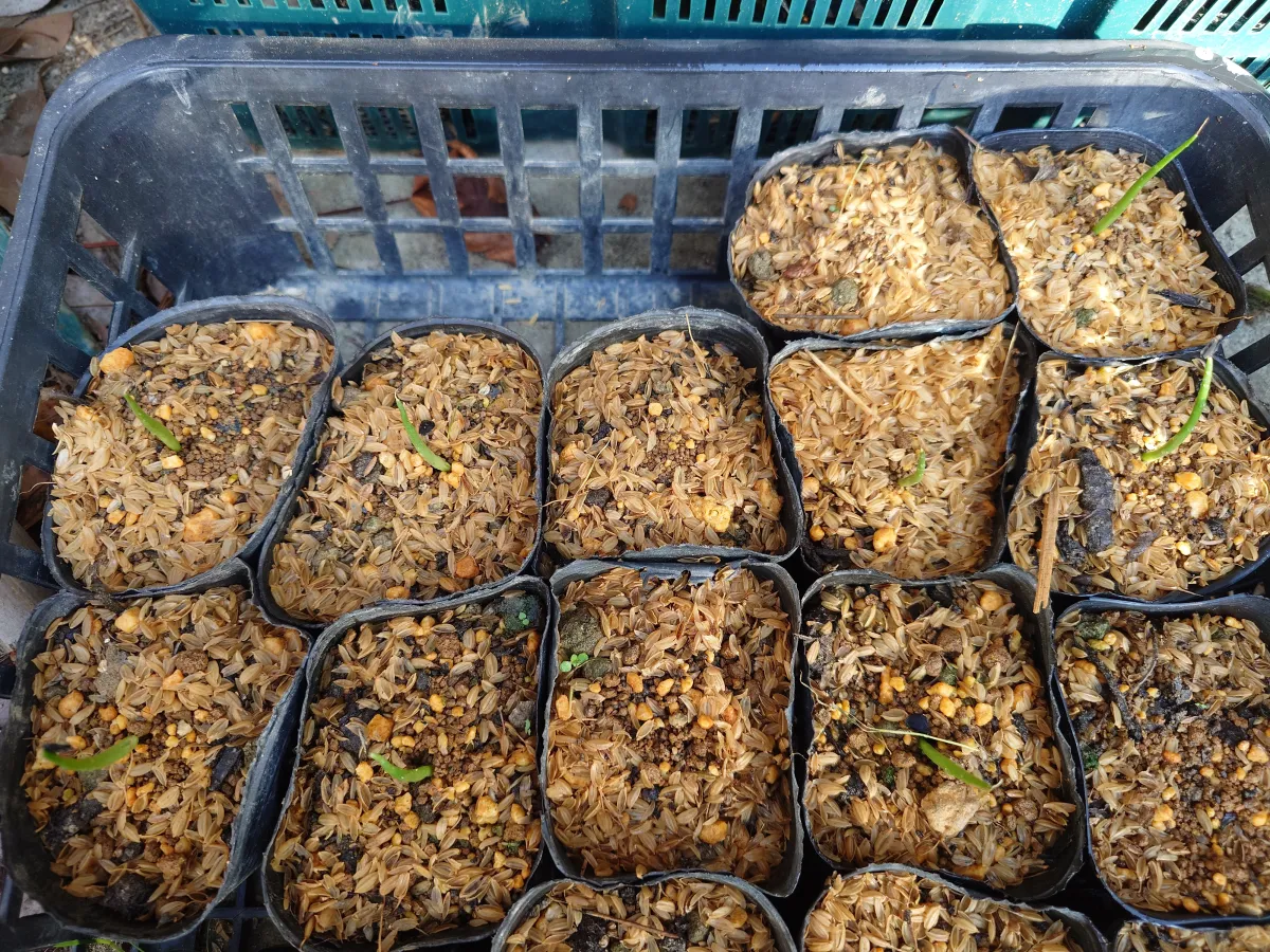 Agave americana var. franzosinii (アガベ フランゾシニー)