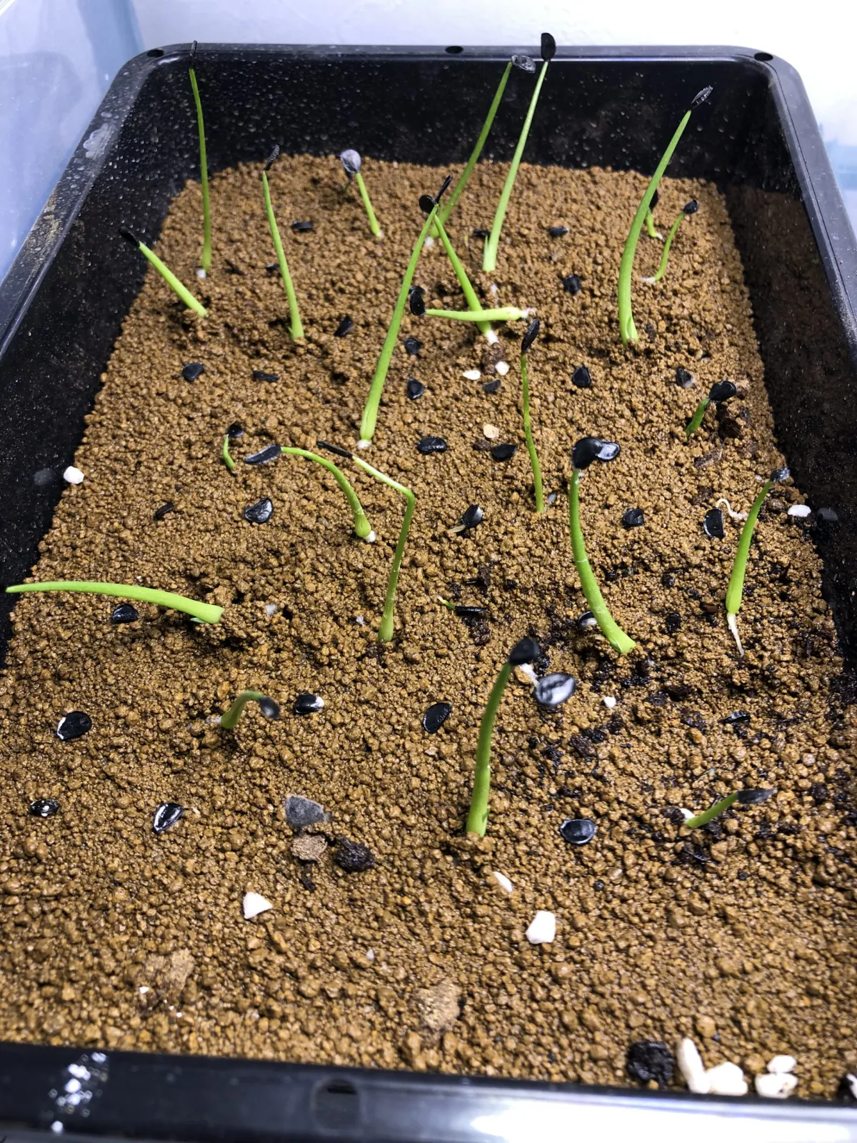 Agave shawii subsp. shawii (アガベ シャウィ)