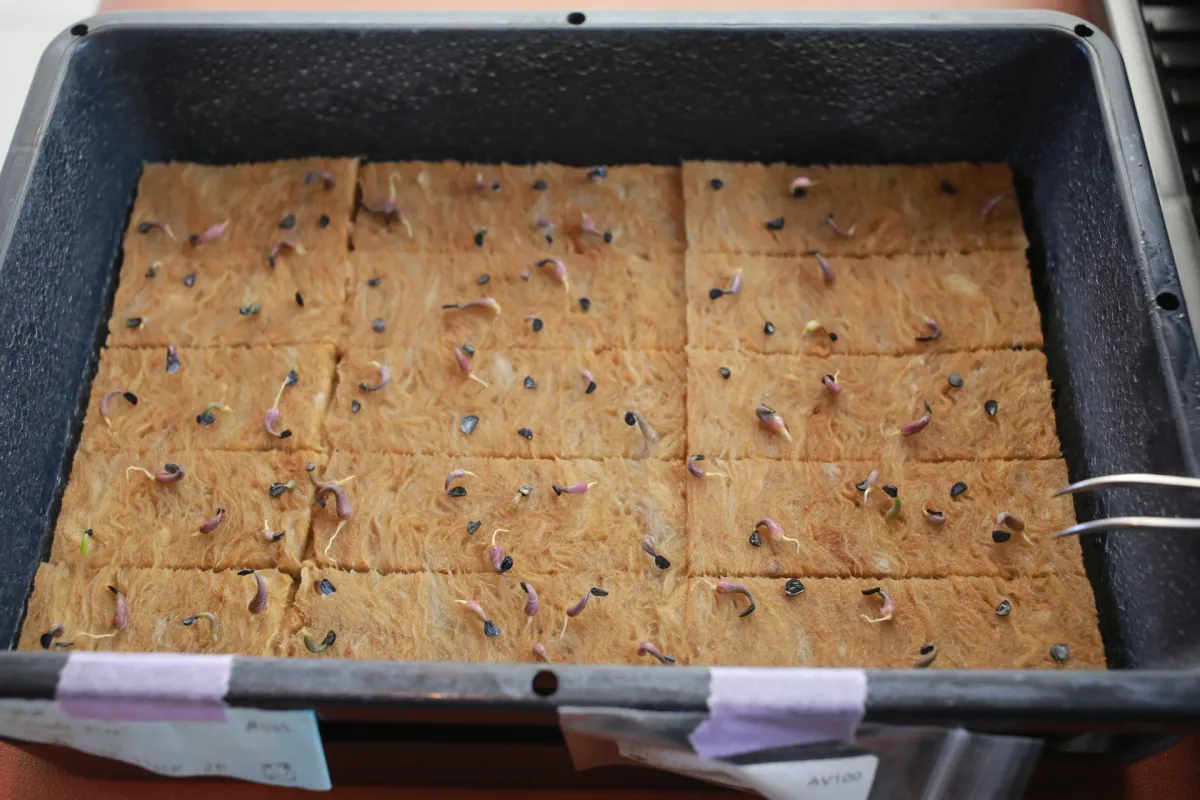 Agave titanota 'Blue' (アガベ チタノタブルー)