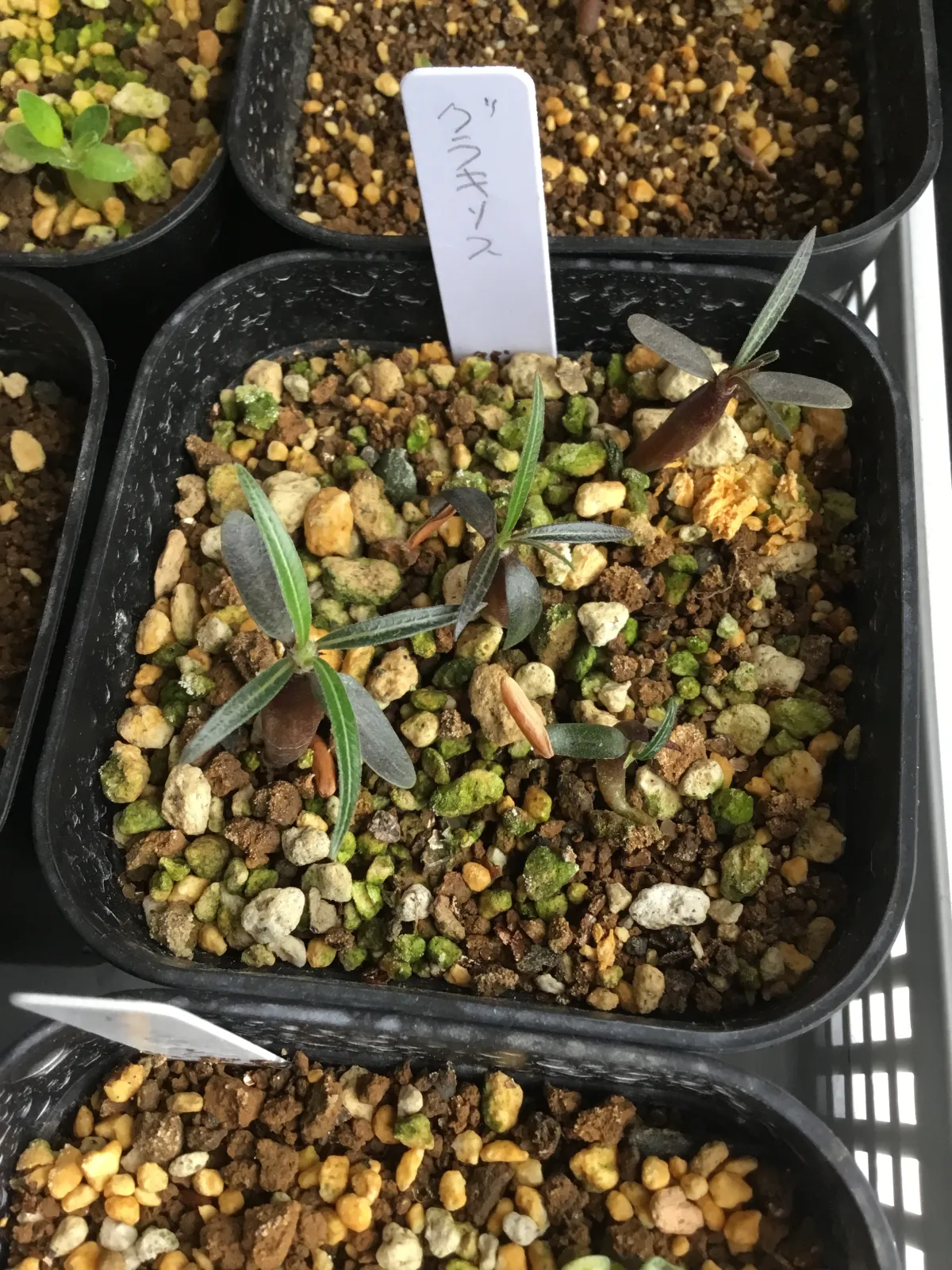 Pachypodium rosulatum var. gracilius (パキポディウム グラキリス)