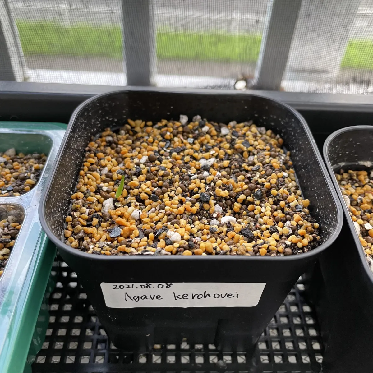 Agave kerchovei (アガベ ケルチョベイ)