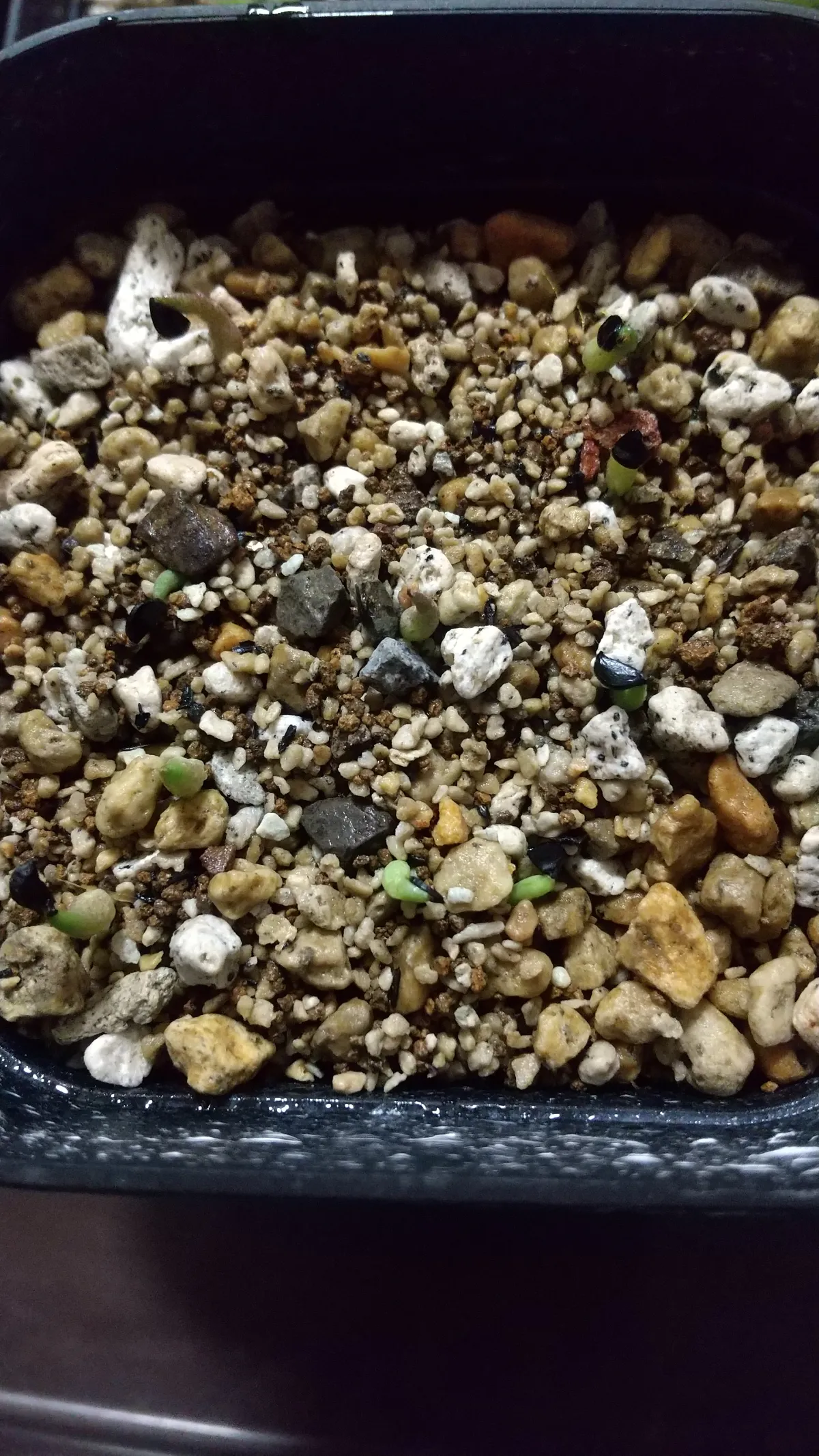 Agave titanota 'Blue' (アガベ チタノタブルー)