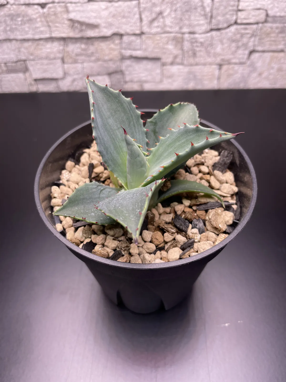 Agave temacapulinensis (アガベ テマカプリネンシス)