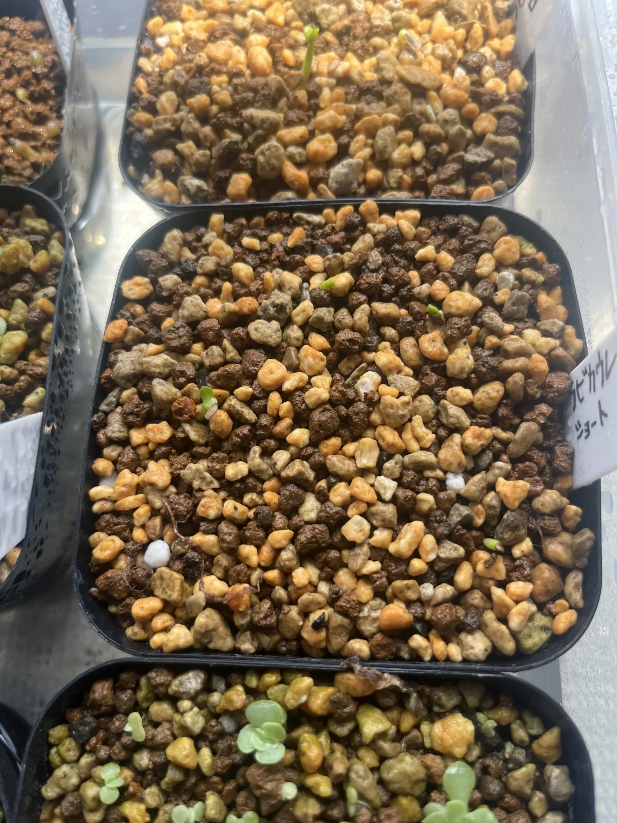 Pachypodium brevicaule (パキポディウム ブレビカウレ（短茎） ())