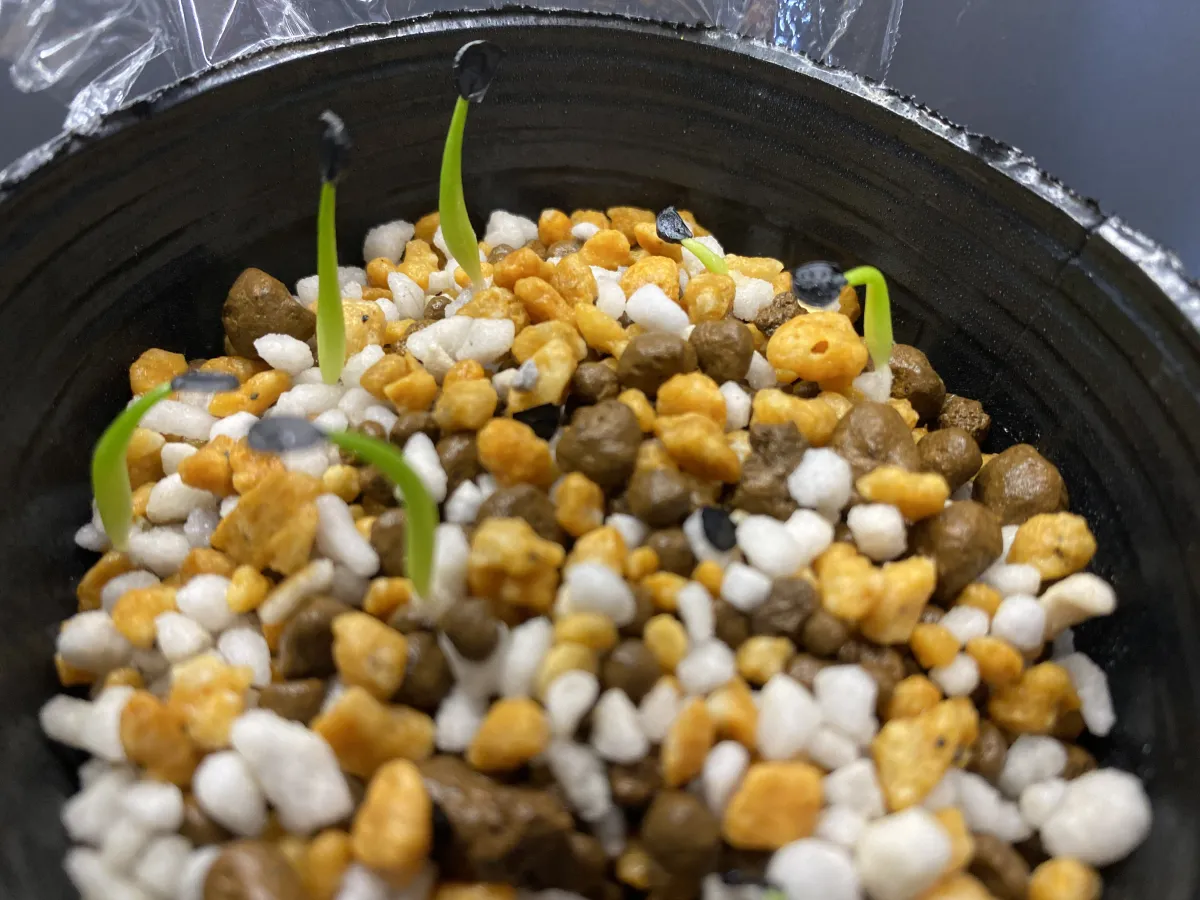 Agave titanota 'Blue' (アガベ チタノタブルー)