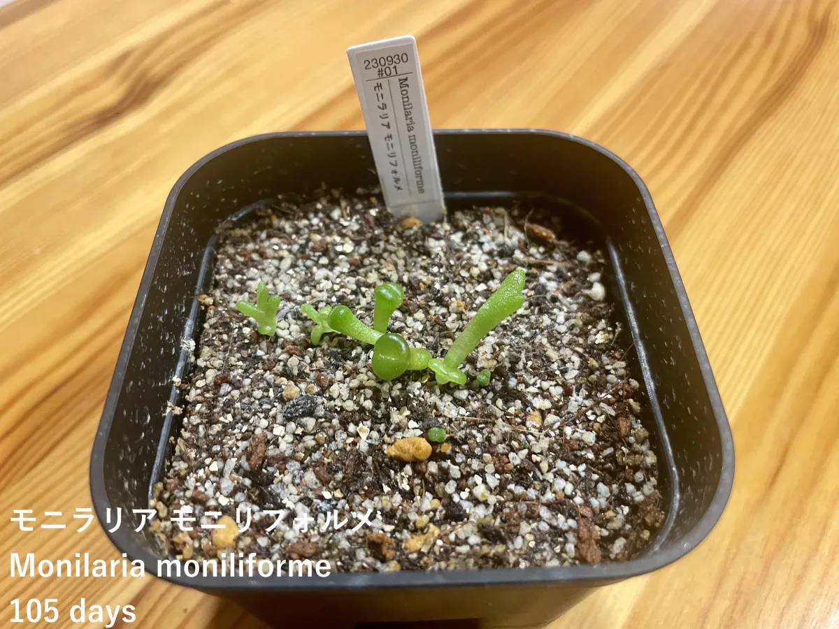 Monilaria moniliforme (モニラリア モニリフォルメ)