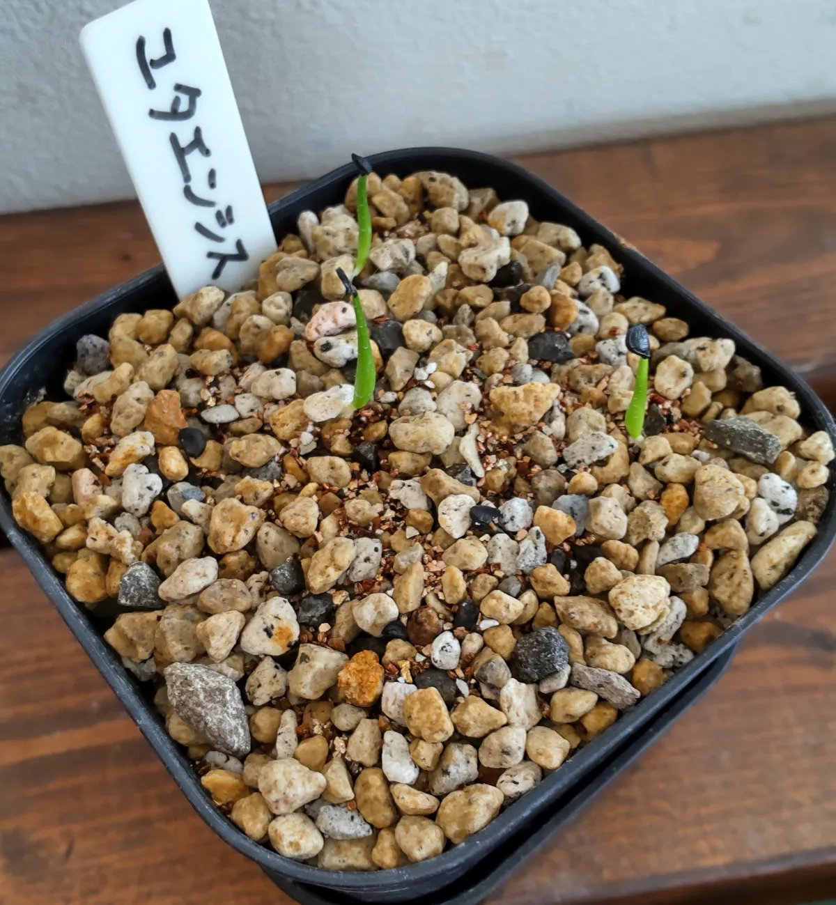 Agave utahensis ssp. utahensis (アガベ ユタエンシス)