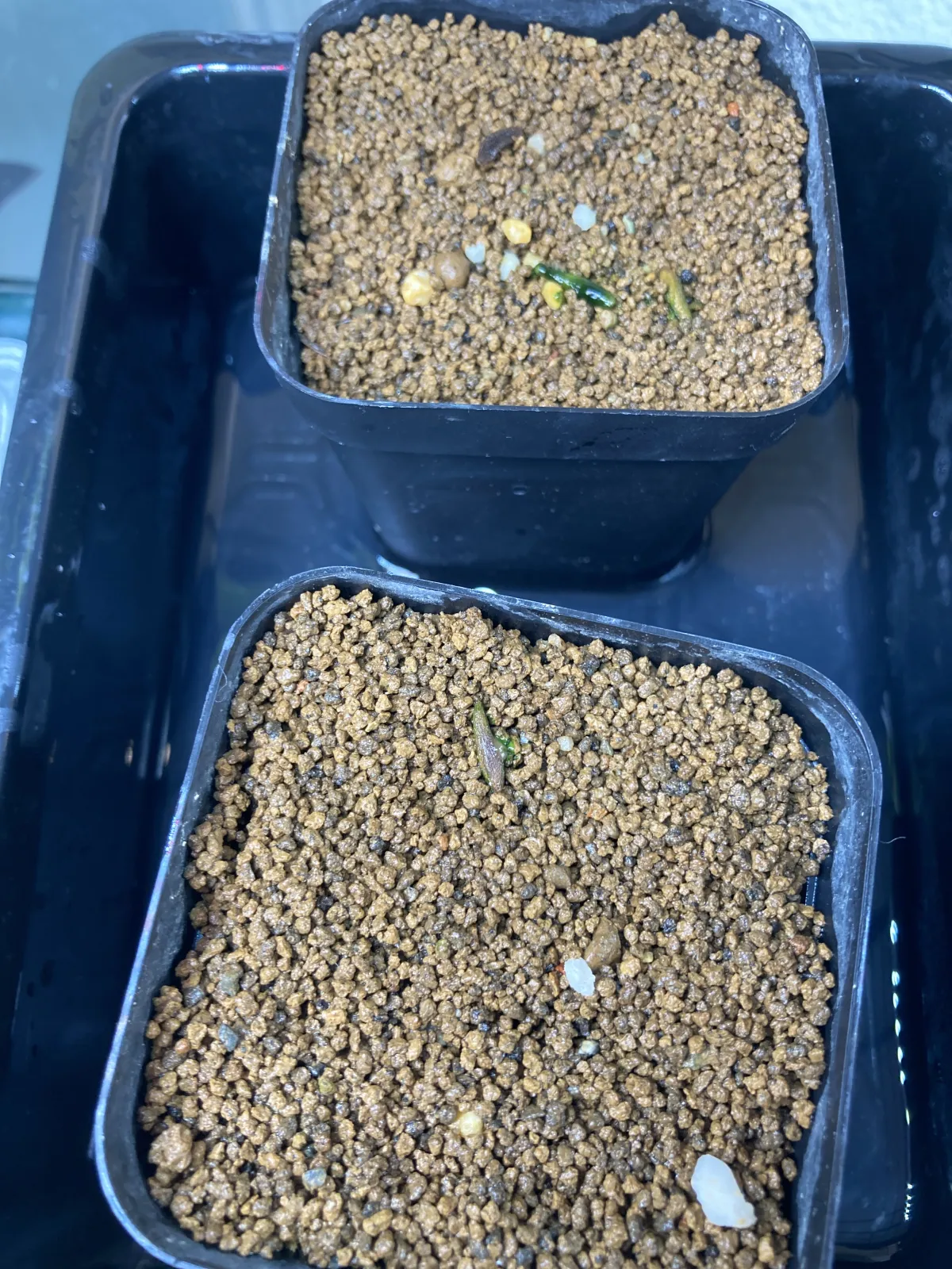 Pachypodium ambongense (パキポディウム アンボンゲンセ)