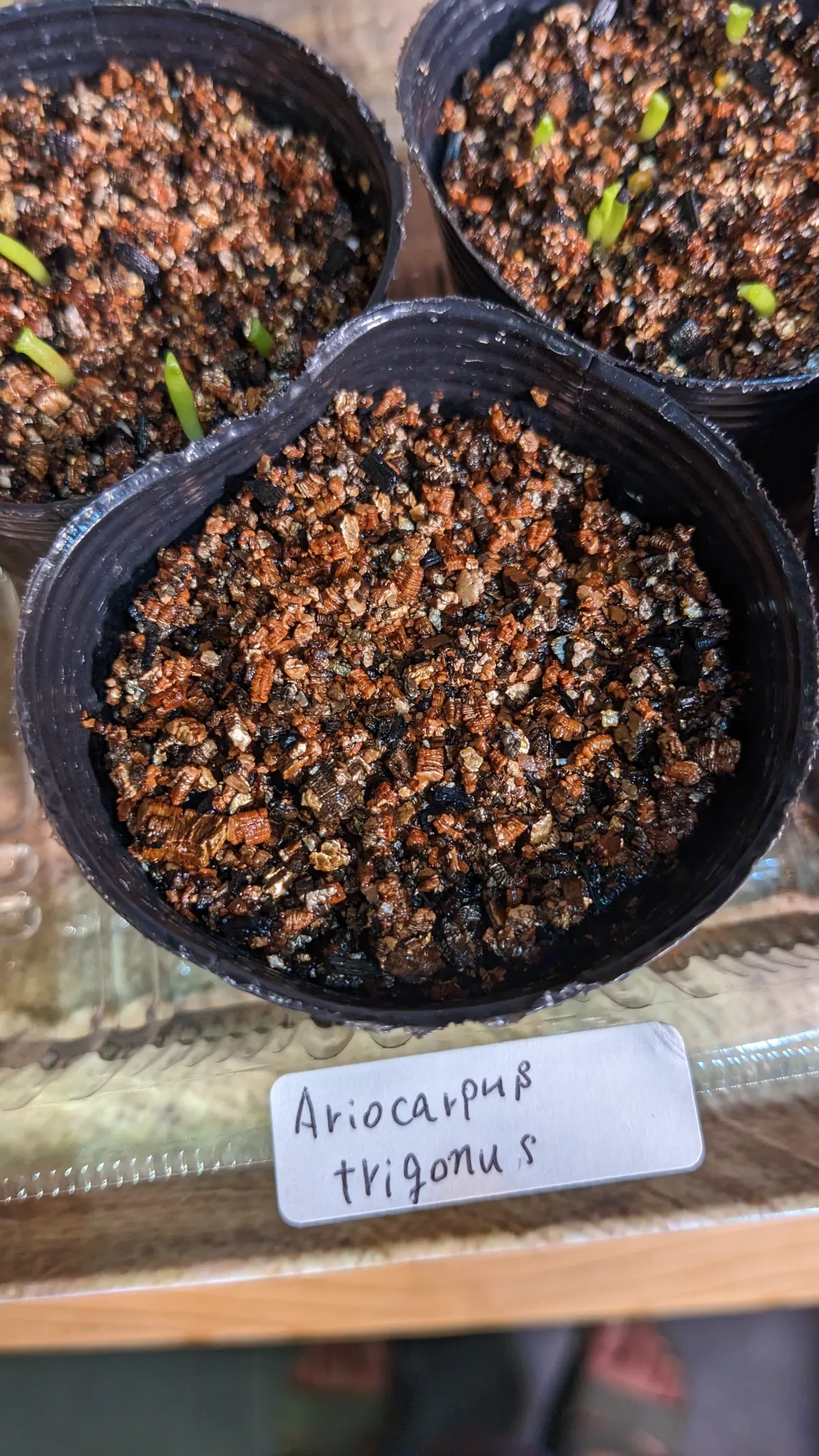 Ariocarpus trigonus (アリオカルプス トリゴナス 三角牡丹)