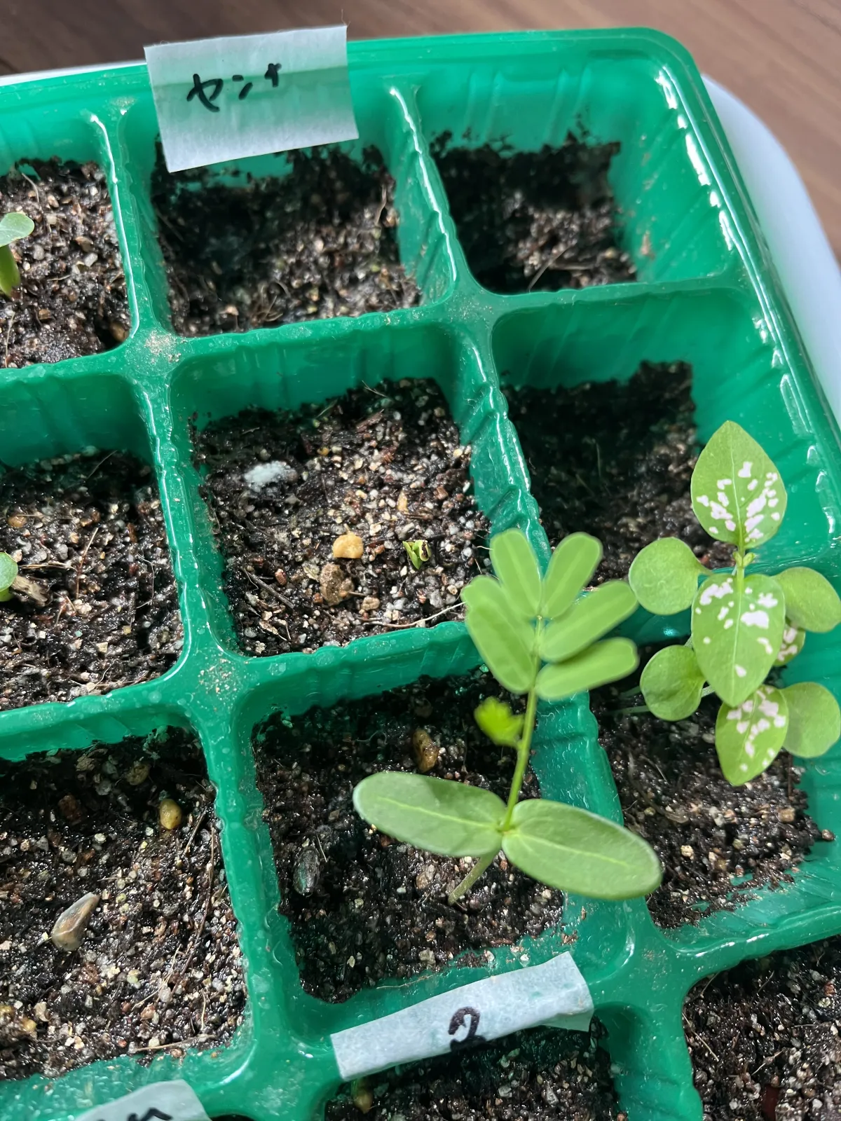 Senna meridionalis (センナ メリディオナリス)