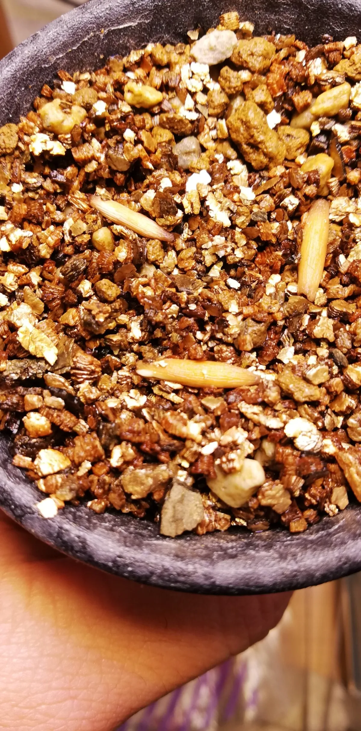 Adenium obesum (アデニウム オベスム)