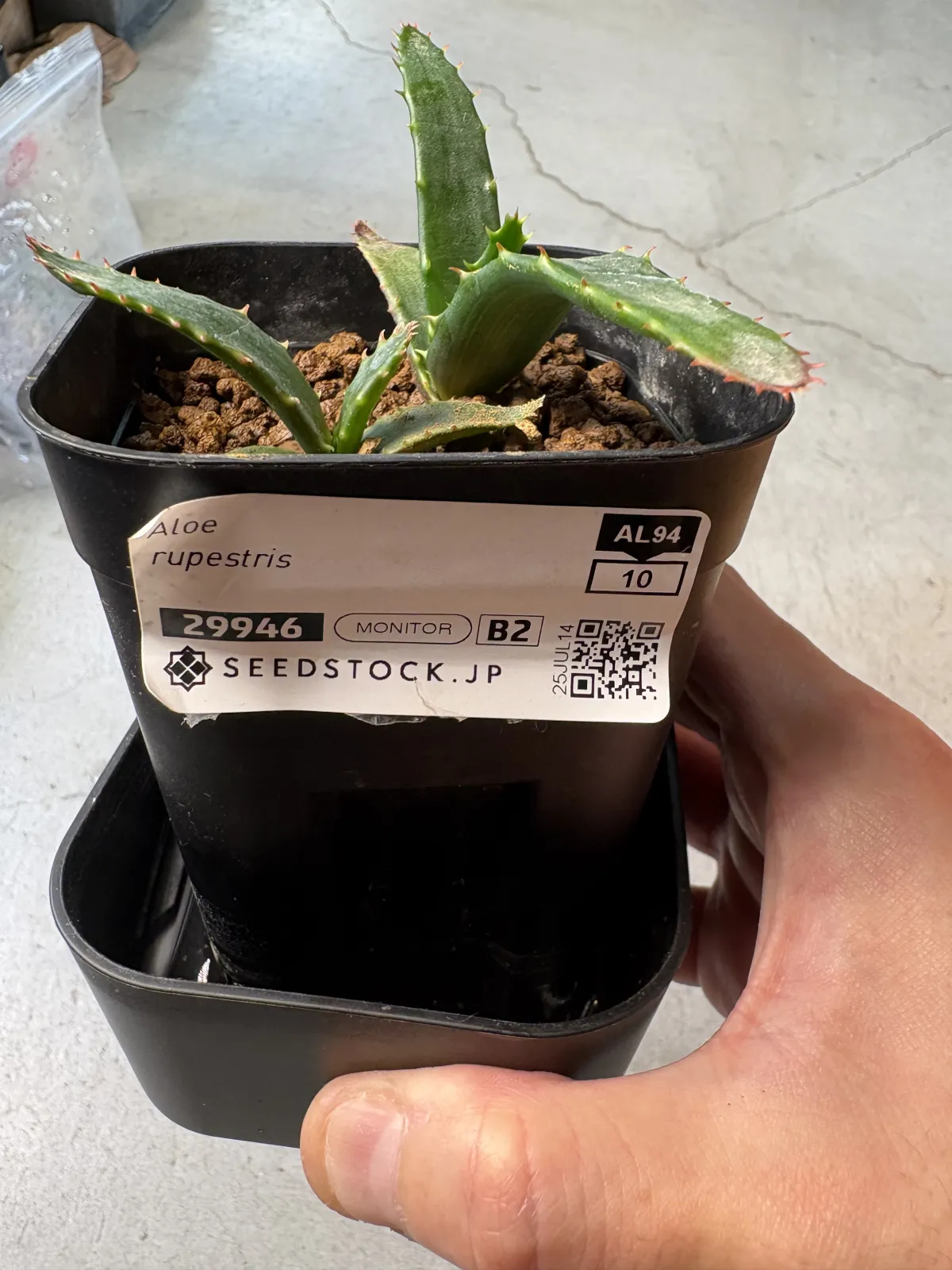 Aloe rupestris (アロエ ラペストリス)