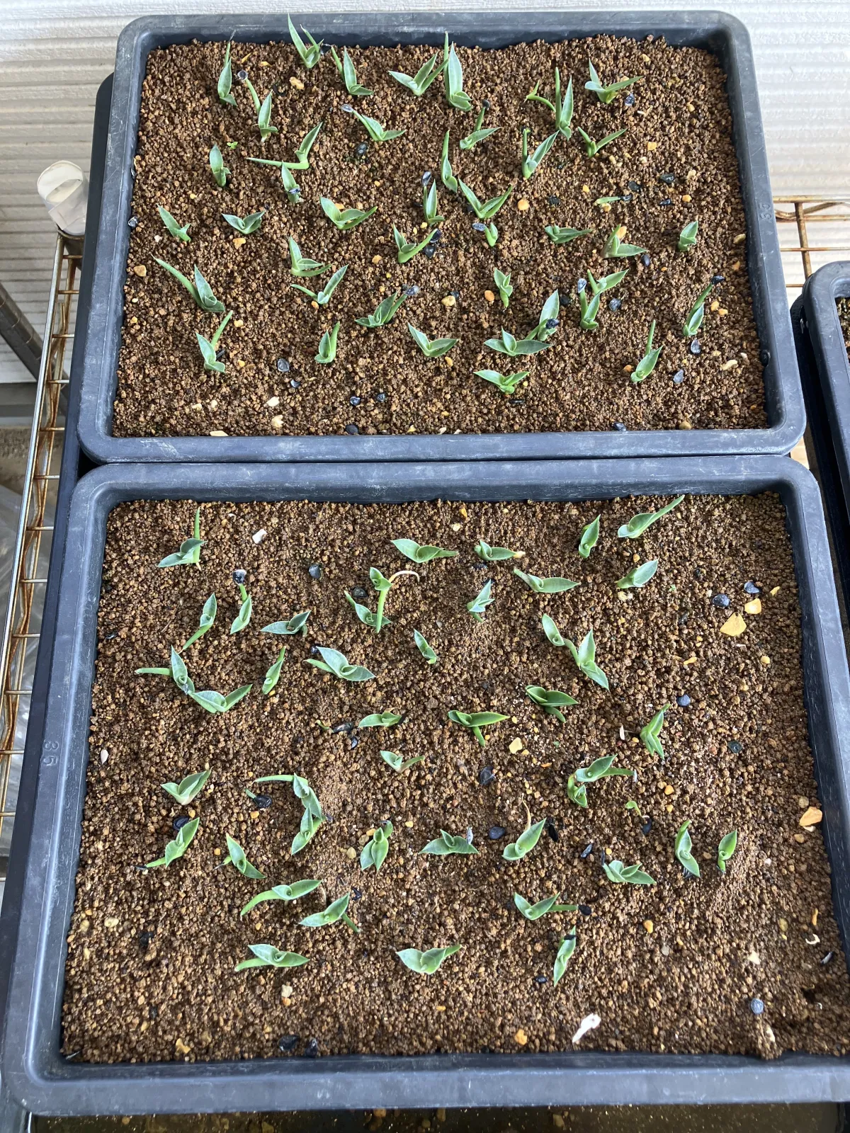 Agave montana (アガベ モンタナ)