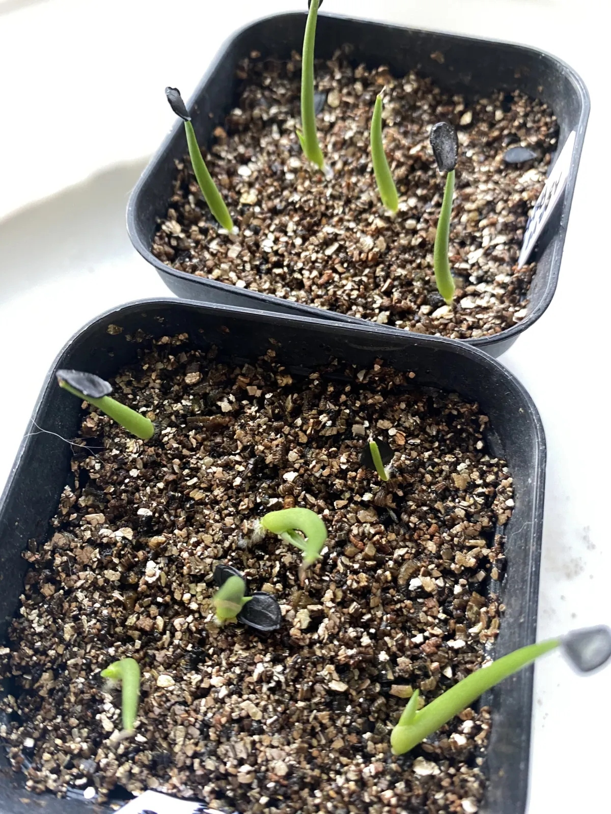 Agave parryi subsp. parryi (アガベ パリー)