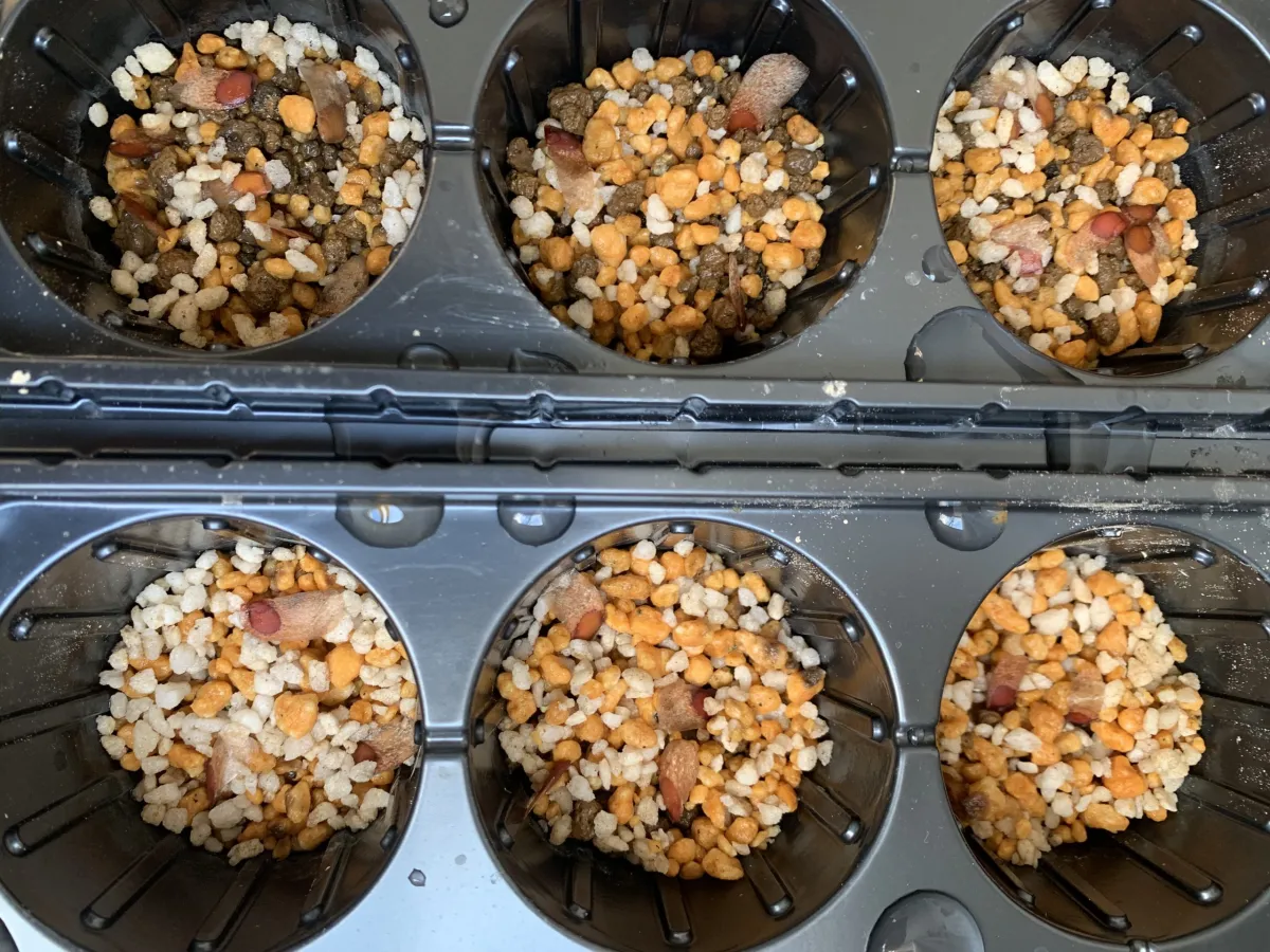 Pachypodium brevicaule subsp. leucoxanthum (パキポディウム レウコキサンツム)