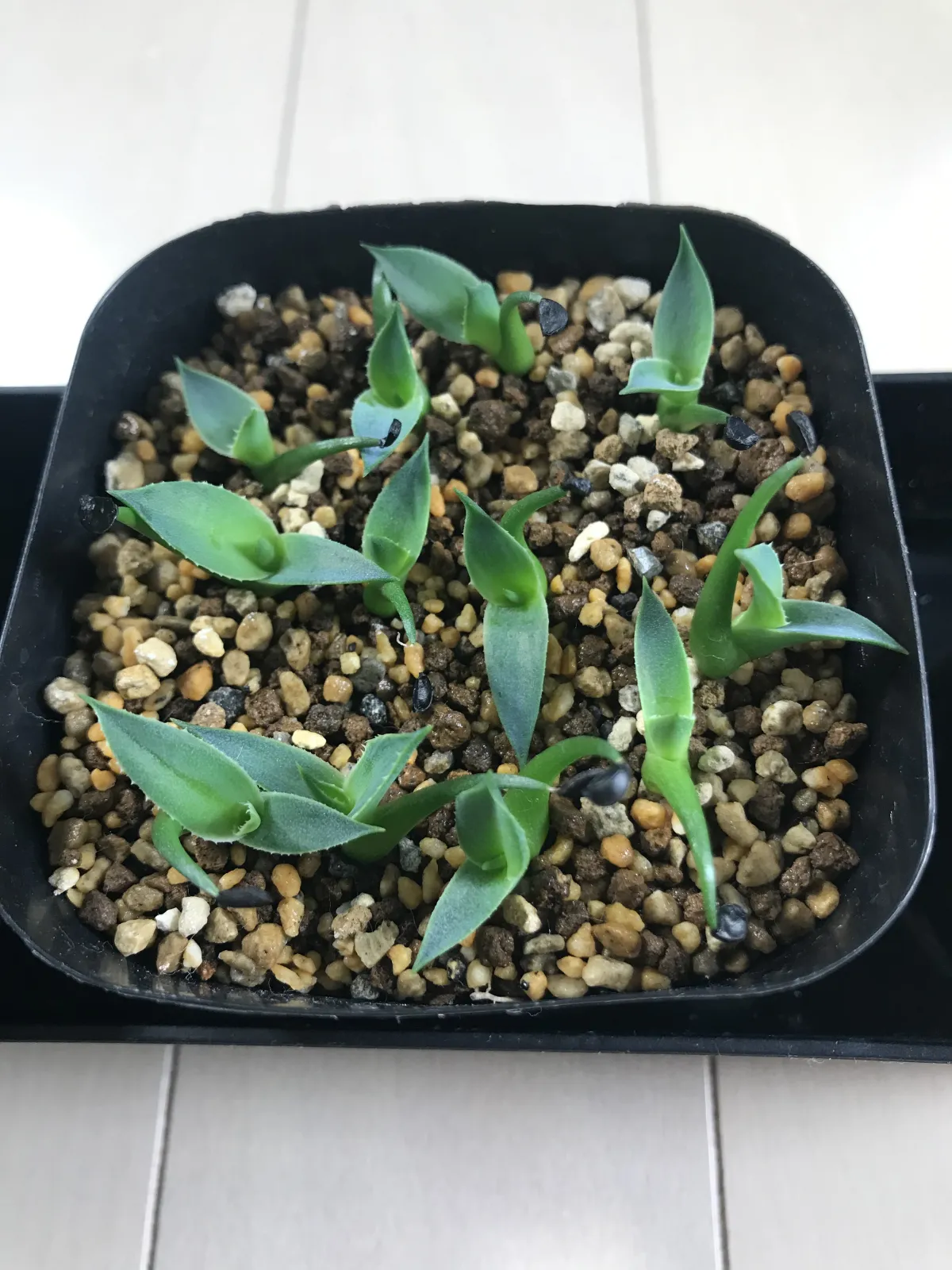 Agave utahensis var. eborispina 'Vegas' (アガベ エボリスピナ ヴェガス)