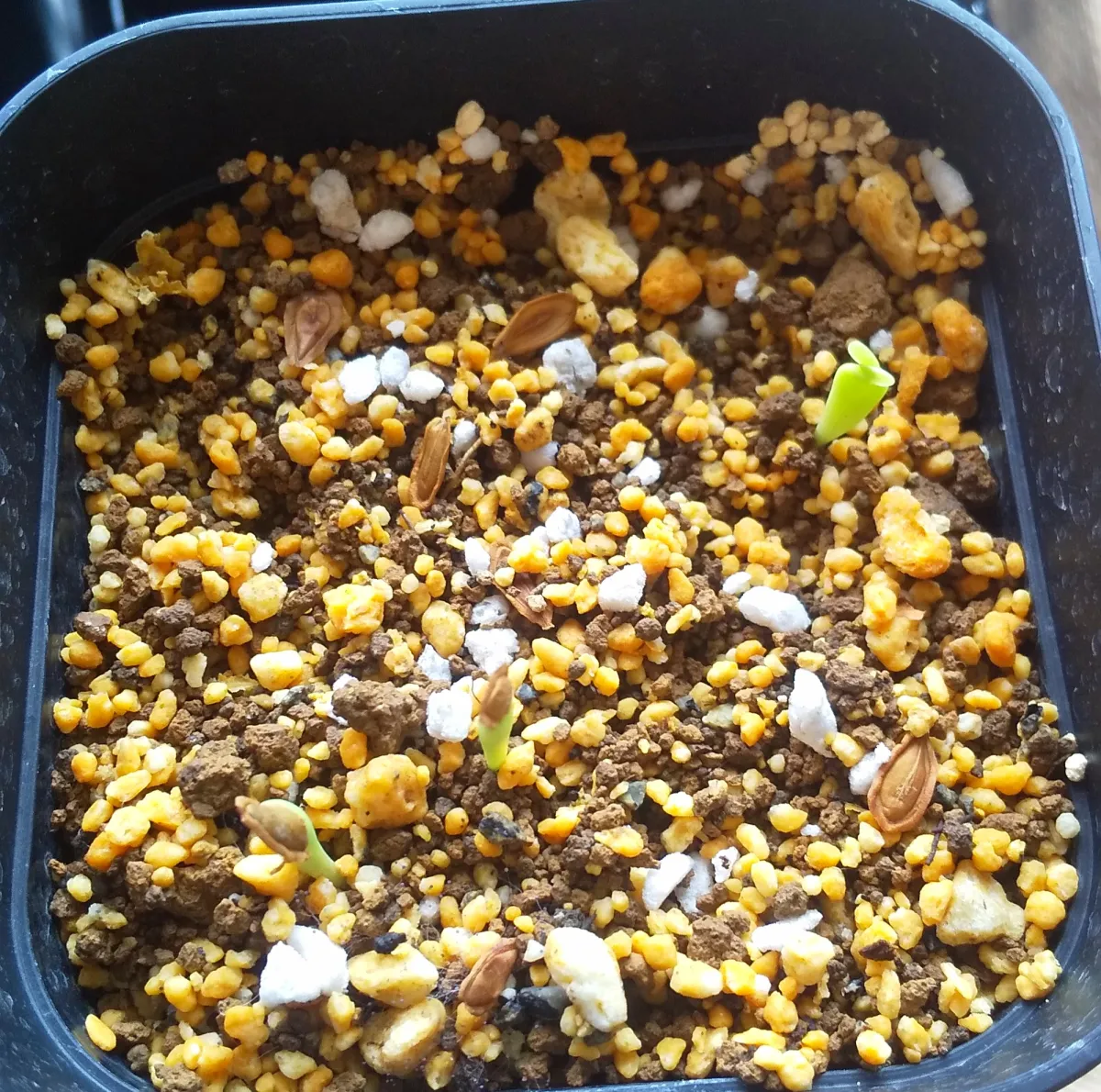 Stapelia leendertziae (スタペリア リーンデルジアエ)