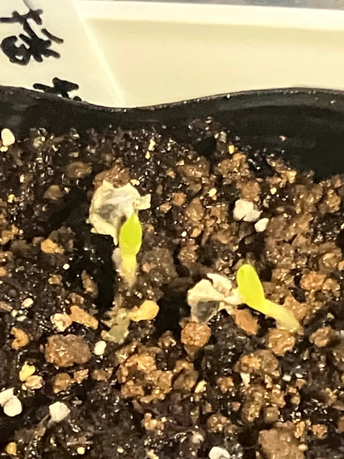 Aloe dichotoma (アロエ ディコトマ)