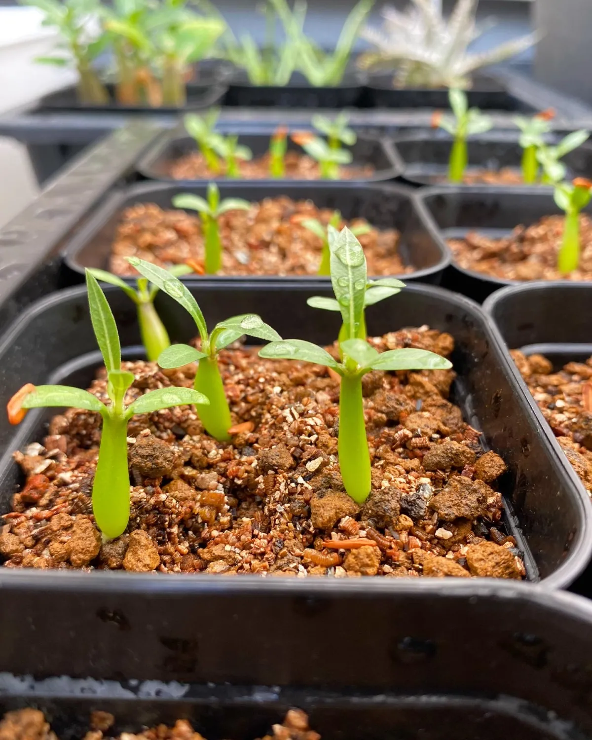 Pachypodium rosulatum ssp. rosulatum (パキポディウム ロスラーツム)