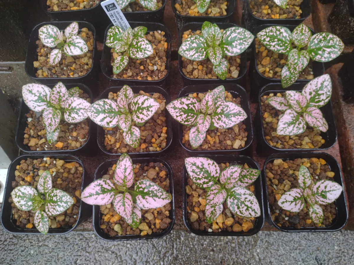 Hypoestes phyllostachya Pink (ヒポエステス フィロスタキア ピンク)