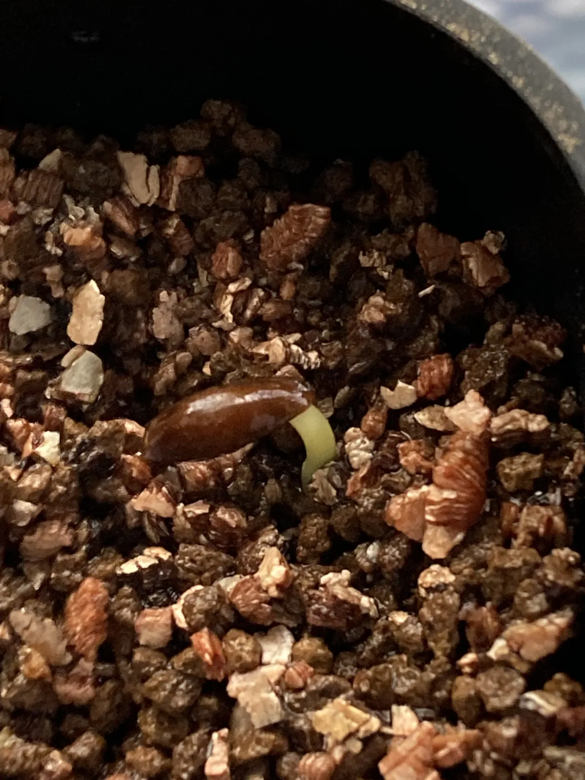 Senna meridionalis (センナ メリディオナリス)