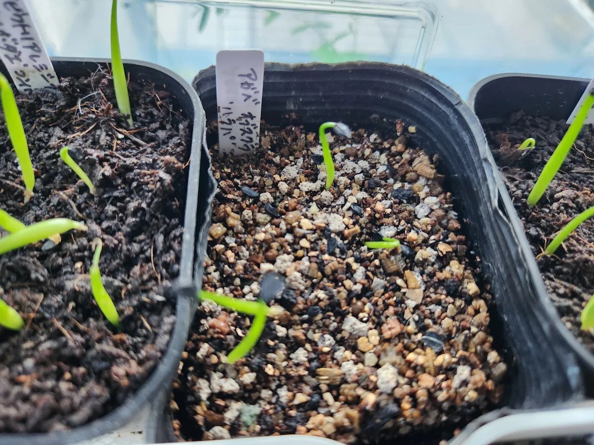 Agave obscura 'Xalapa' (アガベ オブスキュラ ハラパ)