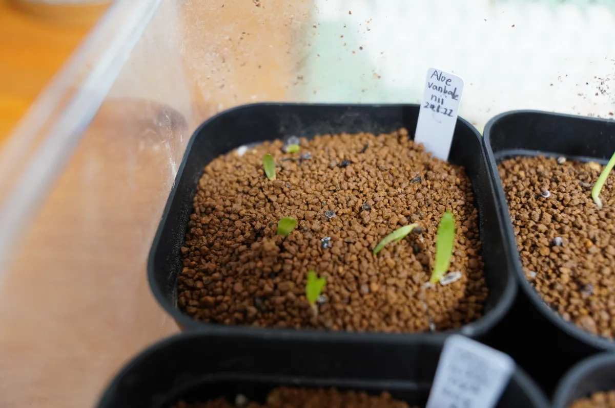 Aloe vanbalenii (アロエ バンバレニー)