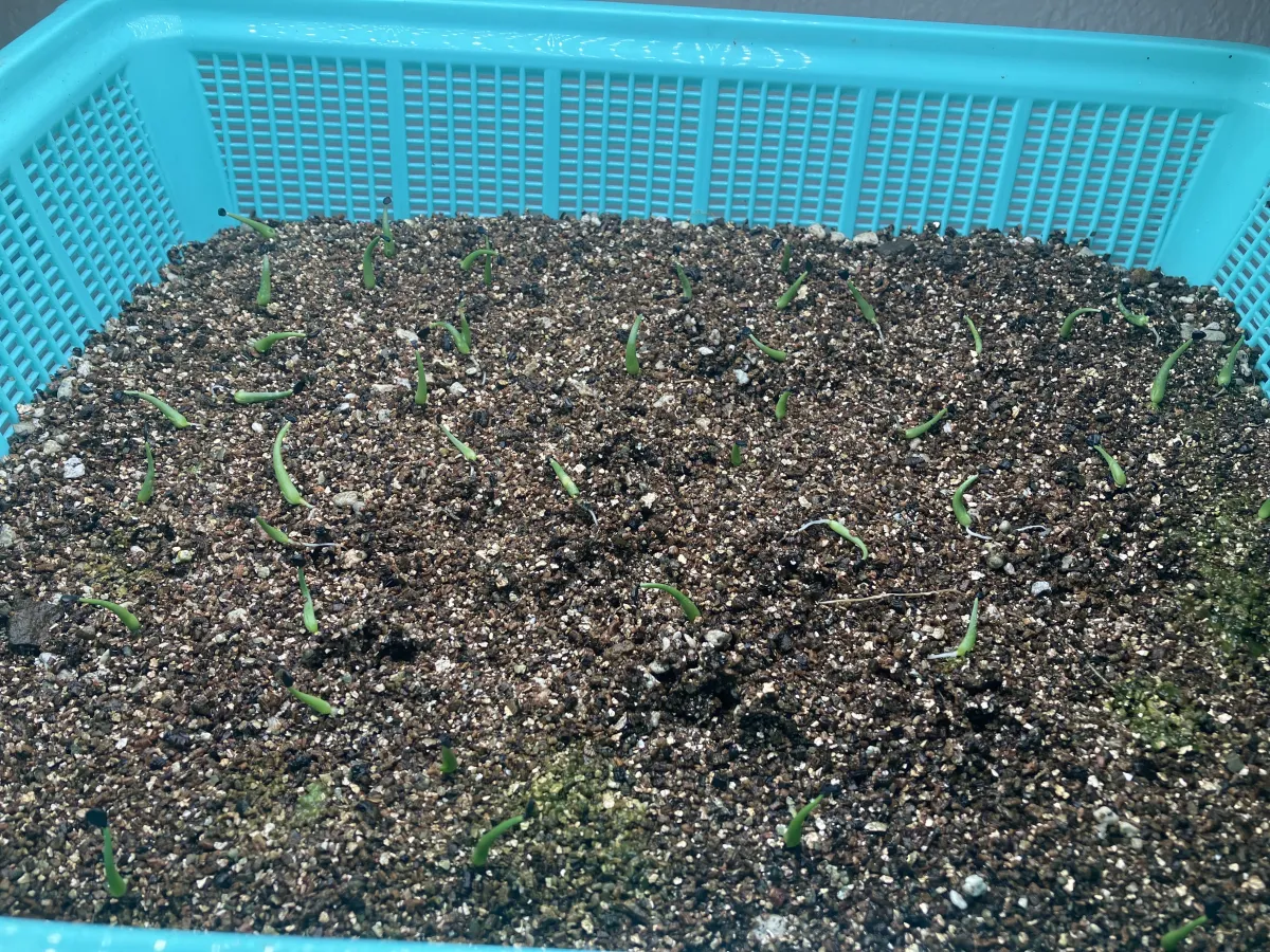 Agave utahensis var. eborispina 'Corkscrew' (アガベ ユタエンシスコークスクリュー)