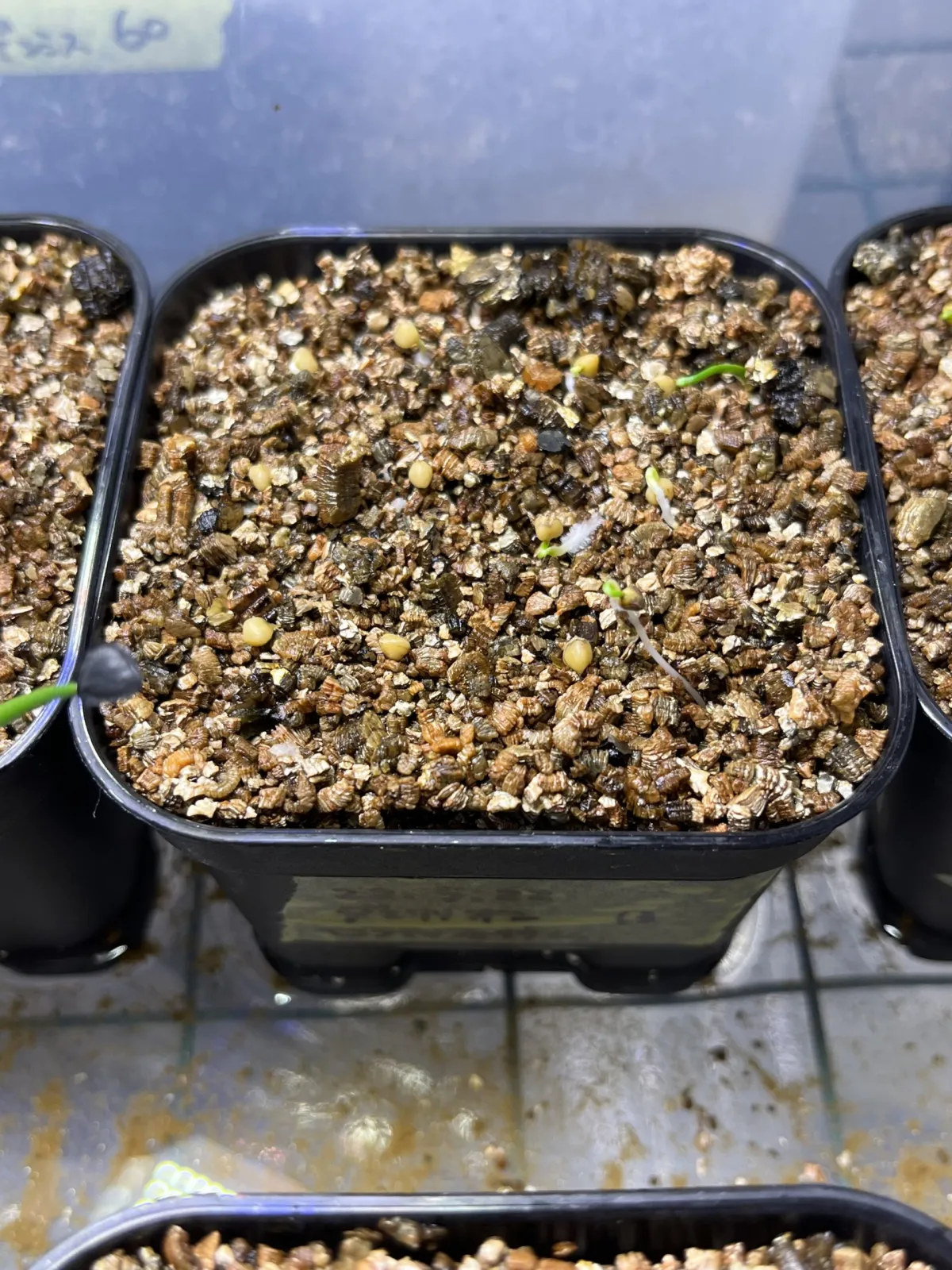 Dasylirion serratifolium (ダシリリオン セラティフォリウム)