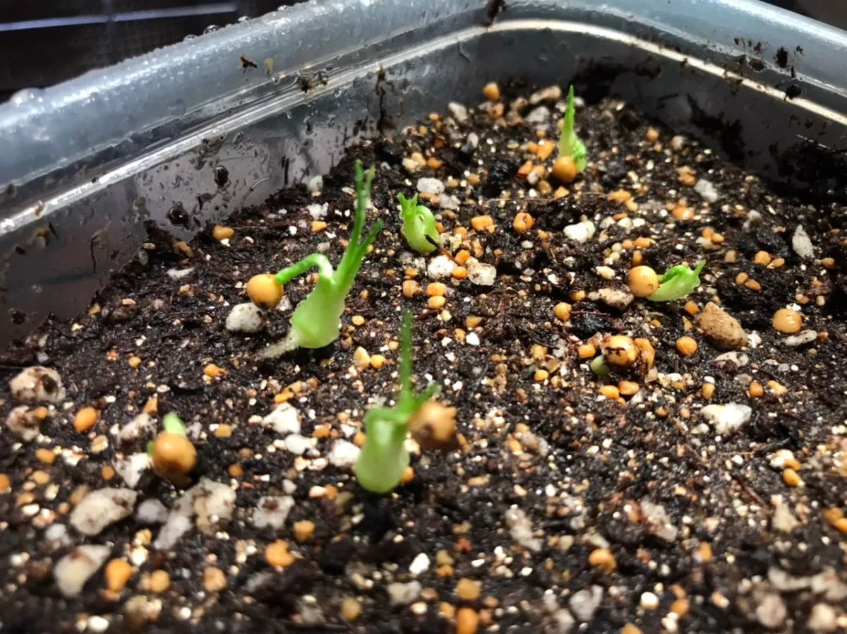 Beaucarnea gracilis (ボーカルネア グラキリス)