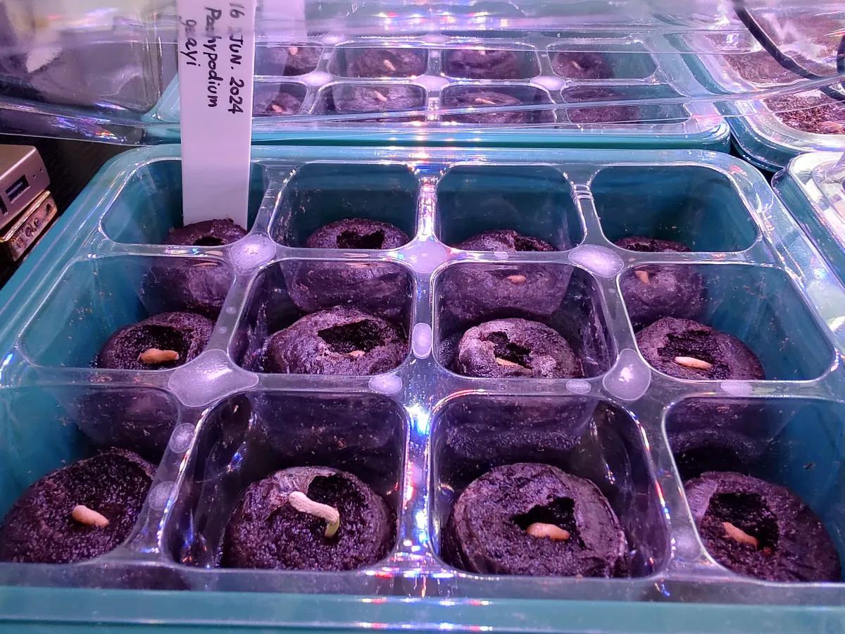 Pachypodium geayi (パキポディウム ゲアイー)