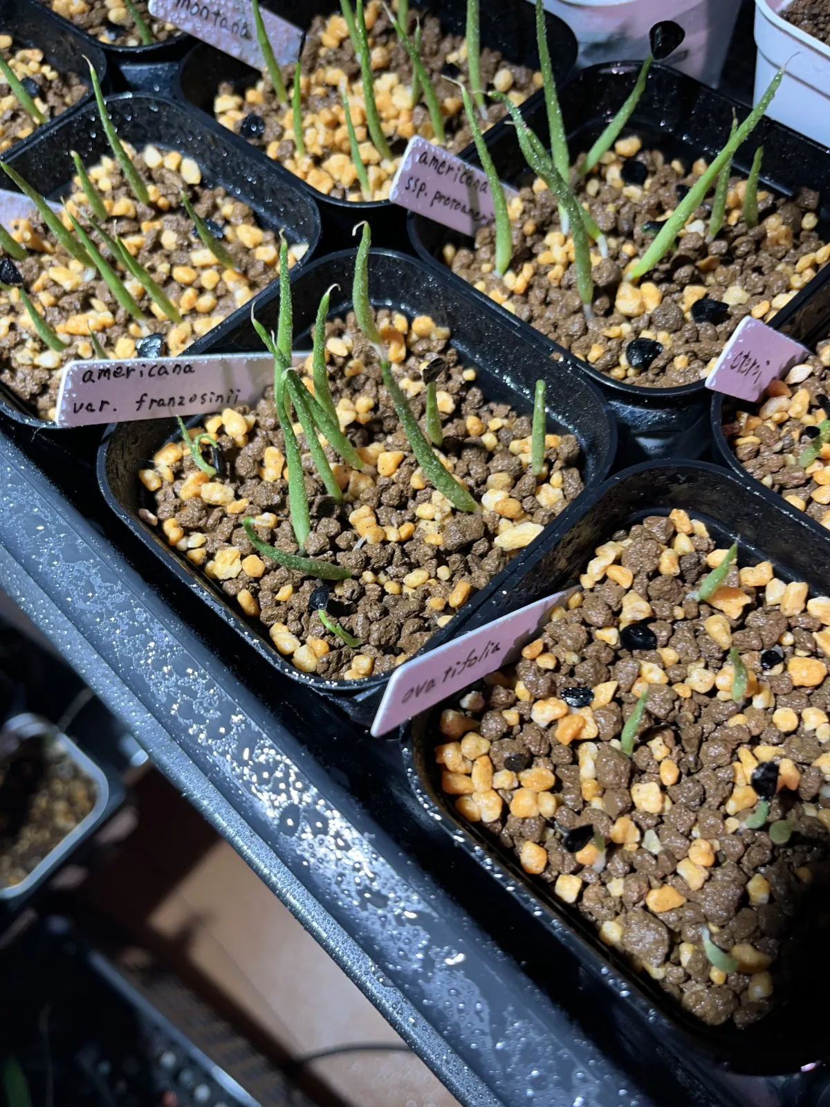 Agave americana var. franzosinii (アガベ フランゾシニー)