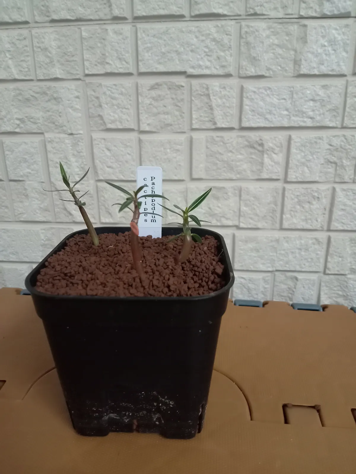 Pachypodium rosulatum ssp. cactipes (パキポディウム カクチペス)