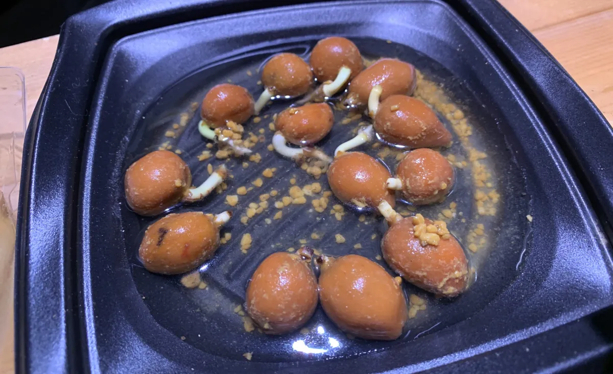 Dioon edule (ディオーン エデューレ)