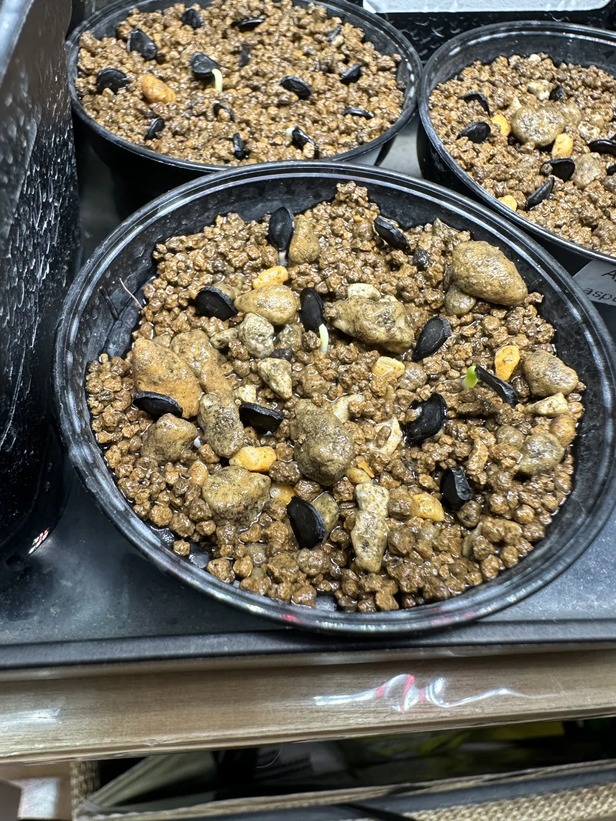 Agave flexispina (アガベ フレキシスピナ)