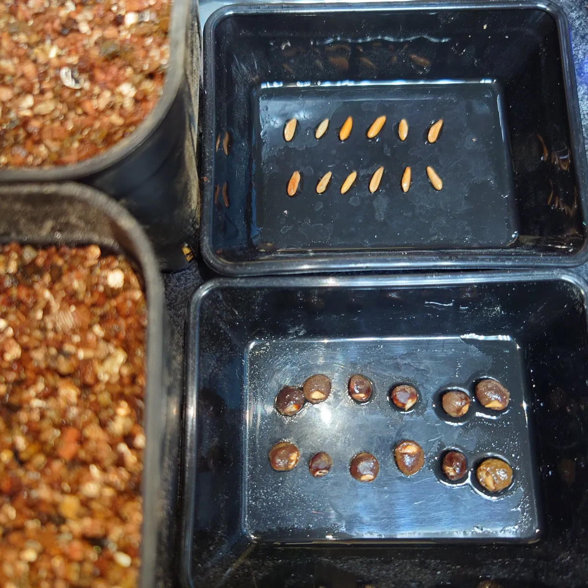 Pachypodium rosulatum ssp. cactipes (パキポディウム カクチペス)