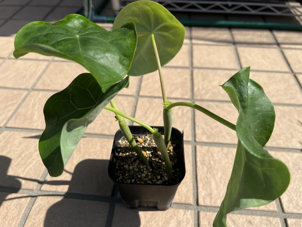 Jatropha podagrica 'Red' (ヤトロファ ポダグリカ レッド 'サンゴ油桐')