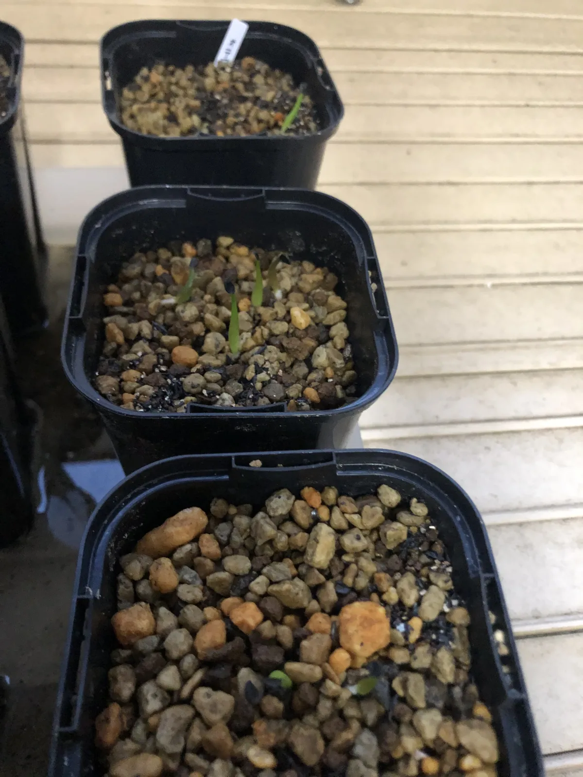 Agave oteroi (アガベ オテロイ)