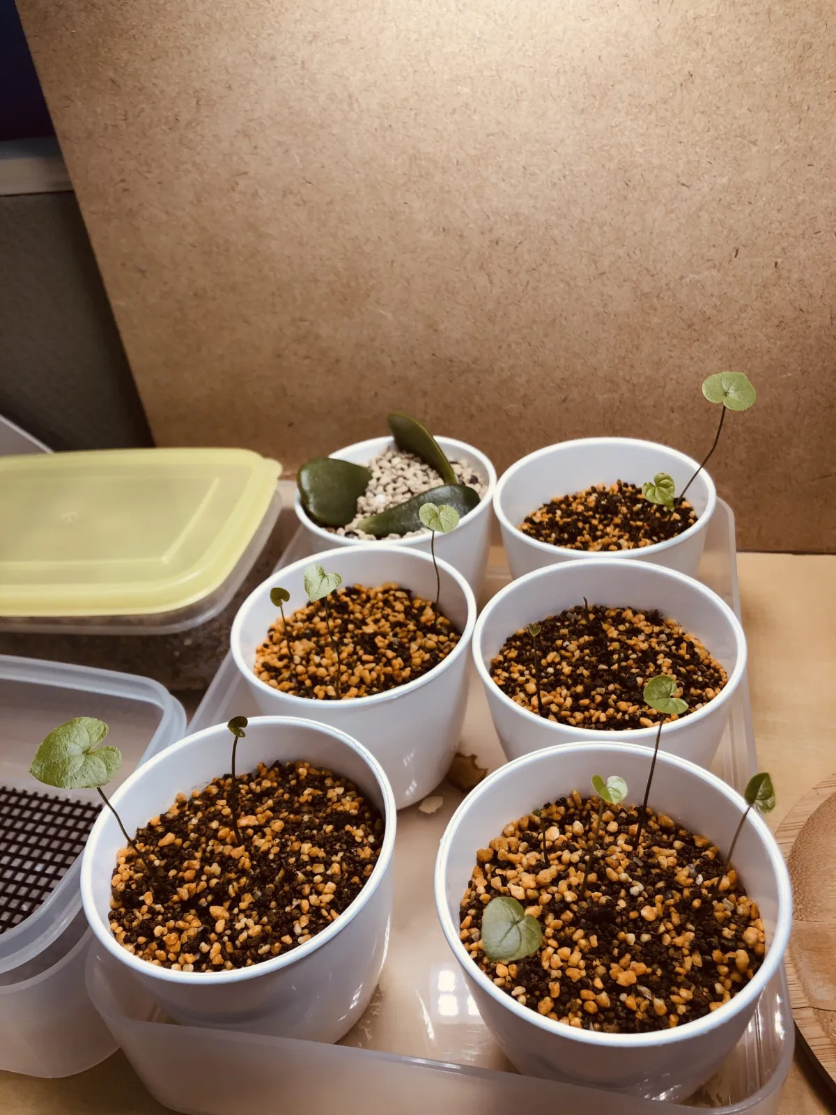 Dioscorea elephantipes (ディオスコレア エレファンティペス アフリカ亀甲竜)