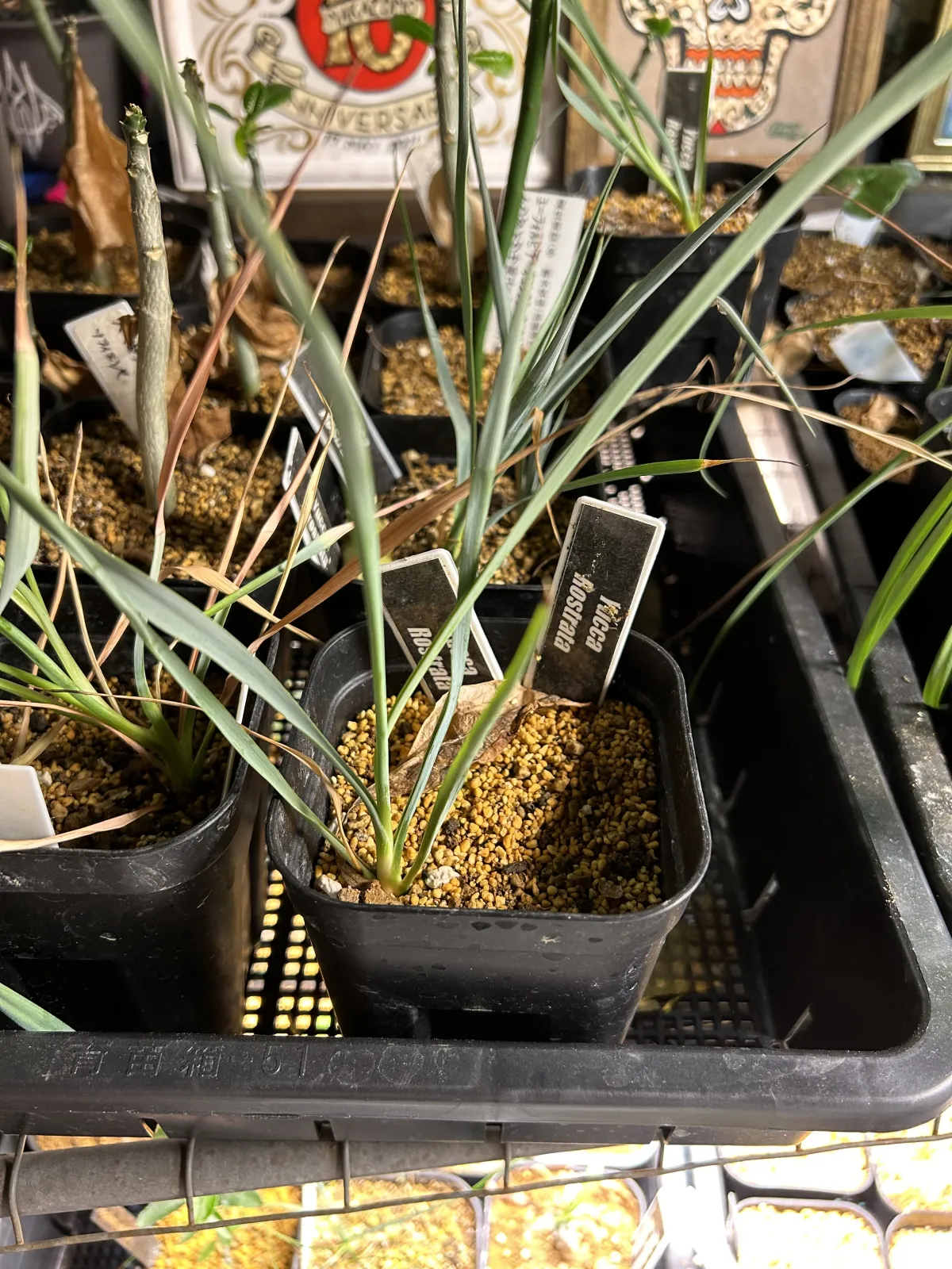 Yucca rostrata (ユッカ ロストラータ)