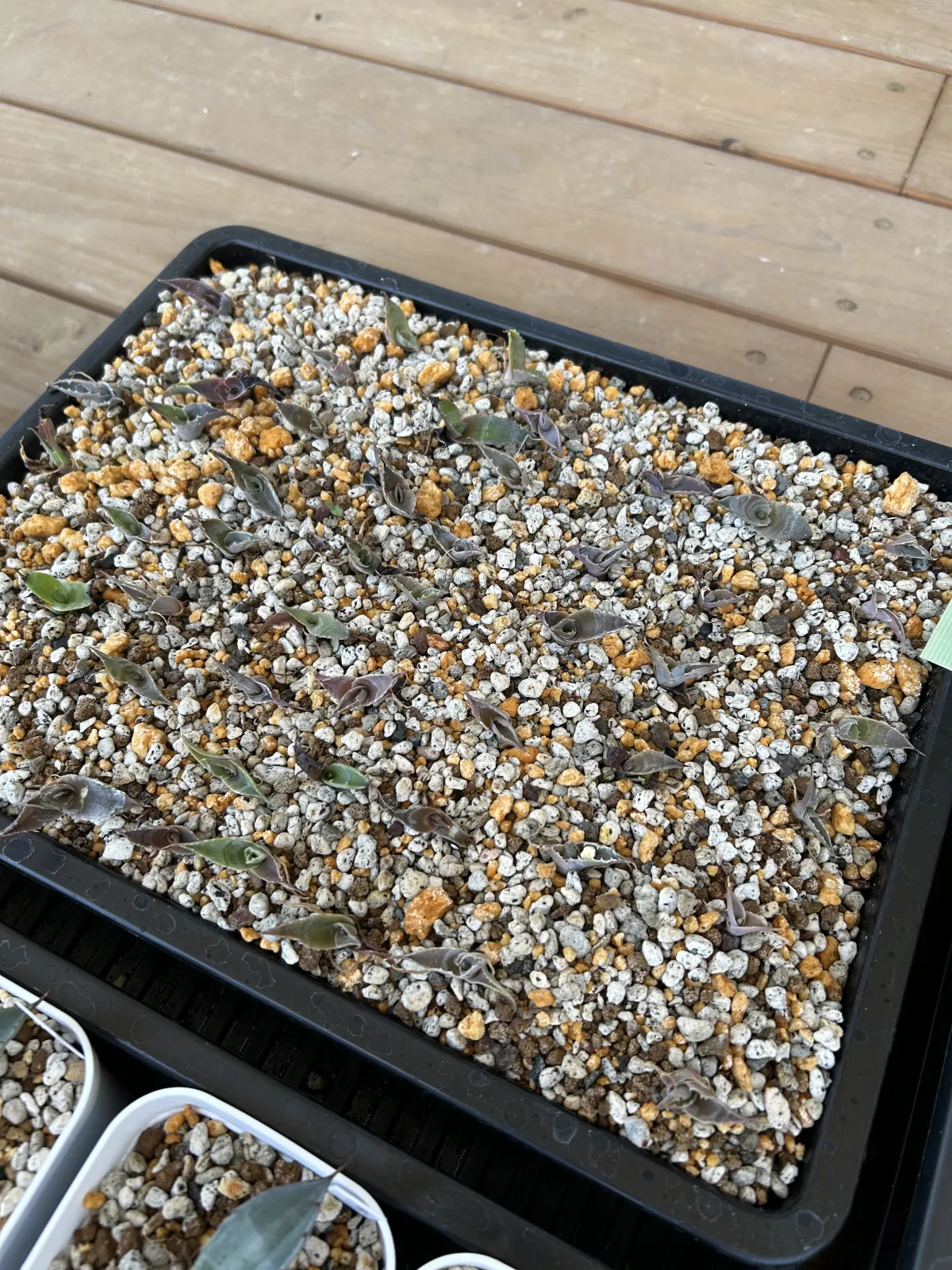 Agave sobria subsp. sobria (アガベ ソブリア)