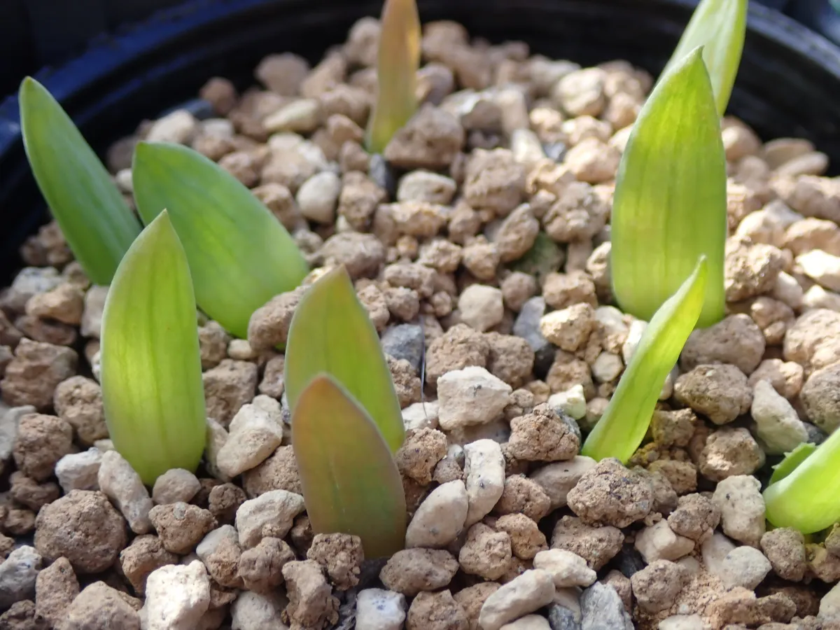 Aloe ramosissima (アロエ ラモシシマ)
