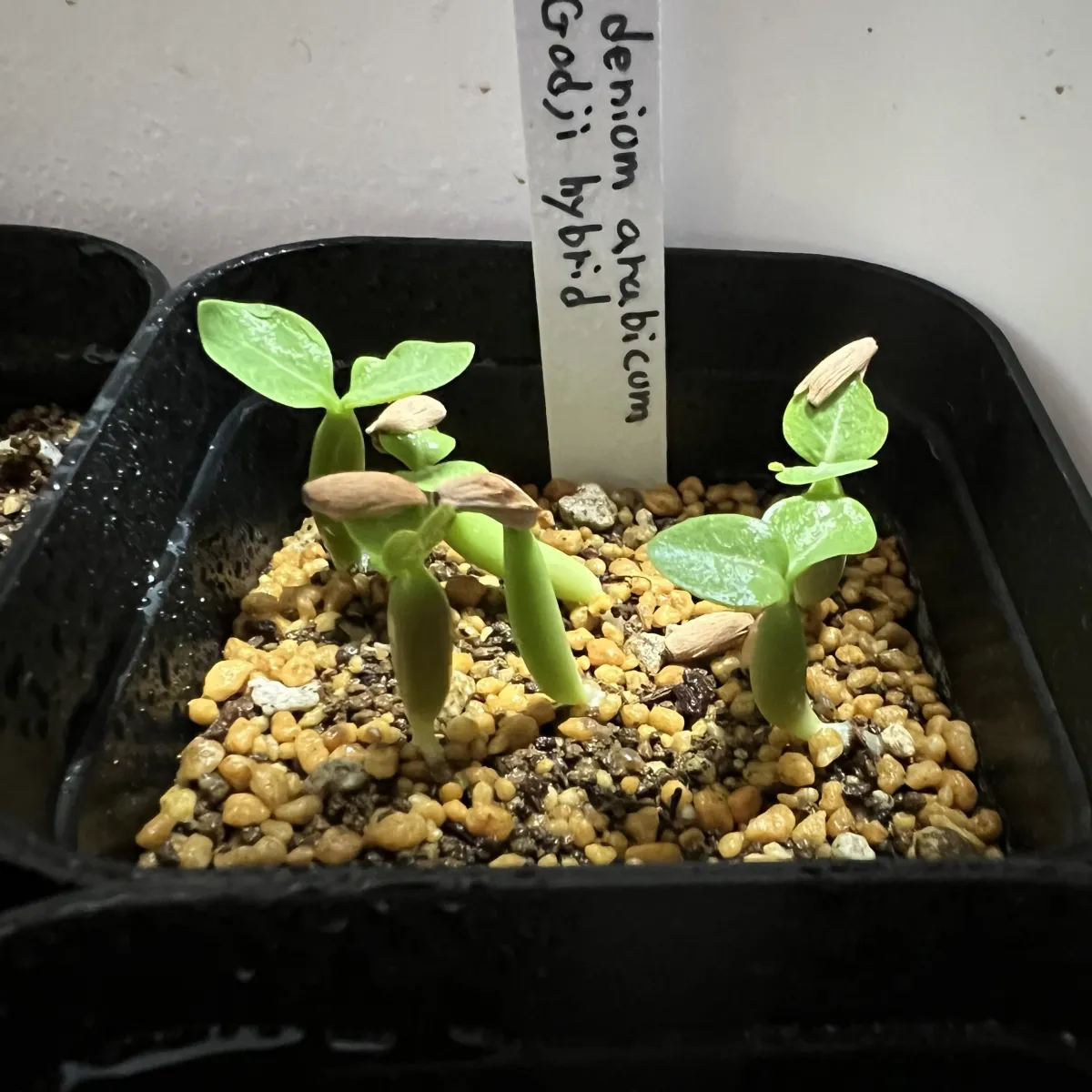 Adenium arabicum 'Godji hybrid' (アデニウム アラビカムゴッジハイブリッド)