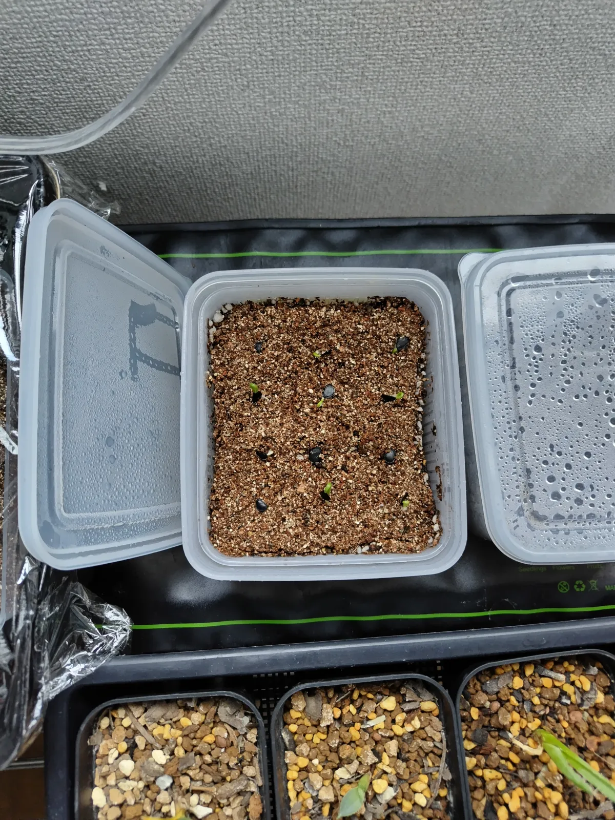 Agave parryi subsp. parryi (アガベ パリー)