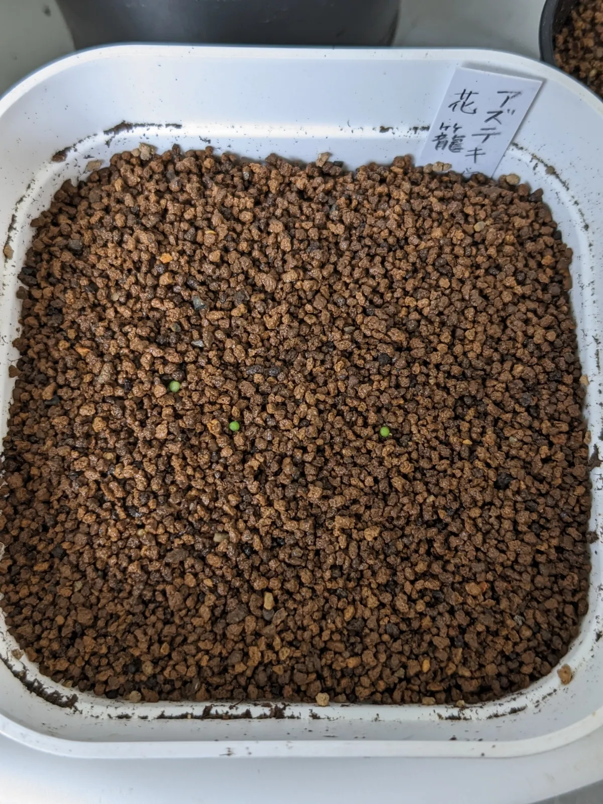 Aztekium ritteri (アズテキウム 花籠)